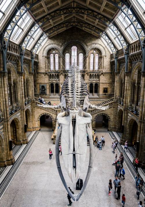 dinosauro museo di storia naturale londra