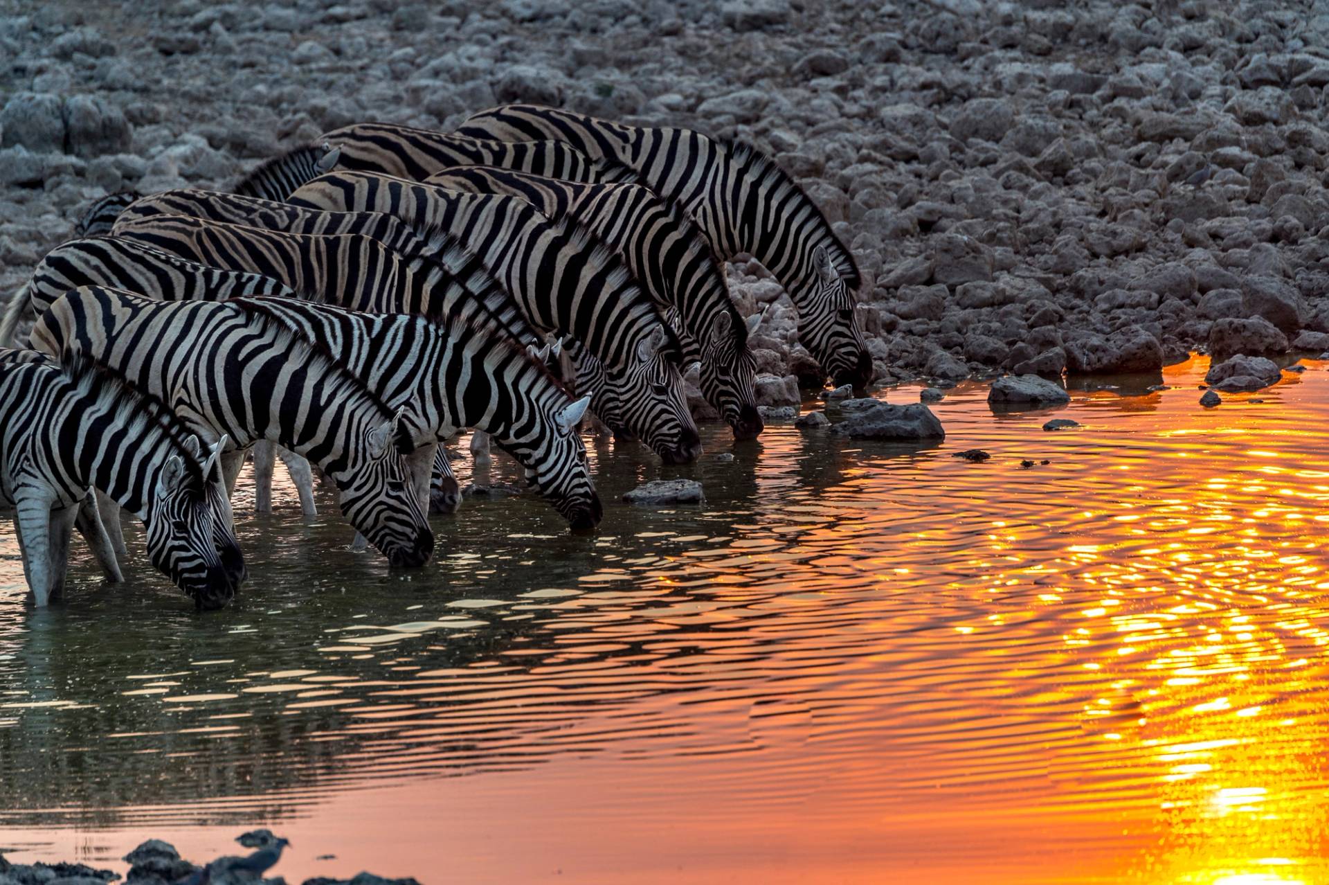 branco di zebre