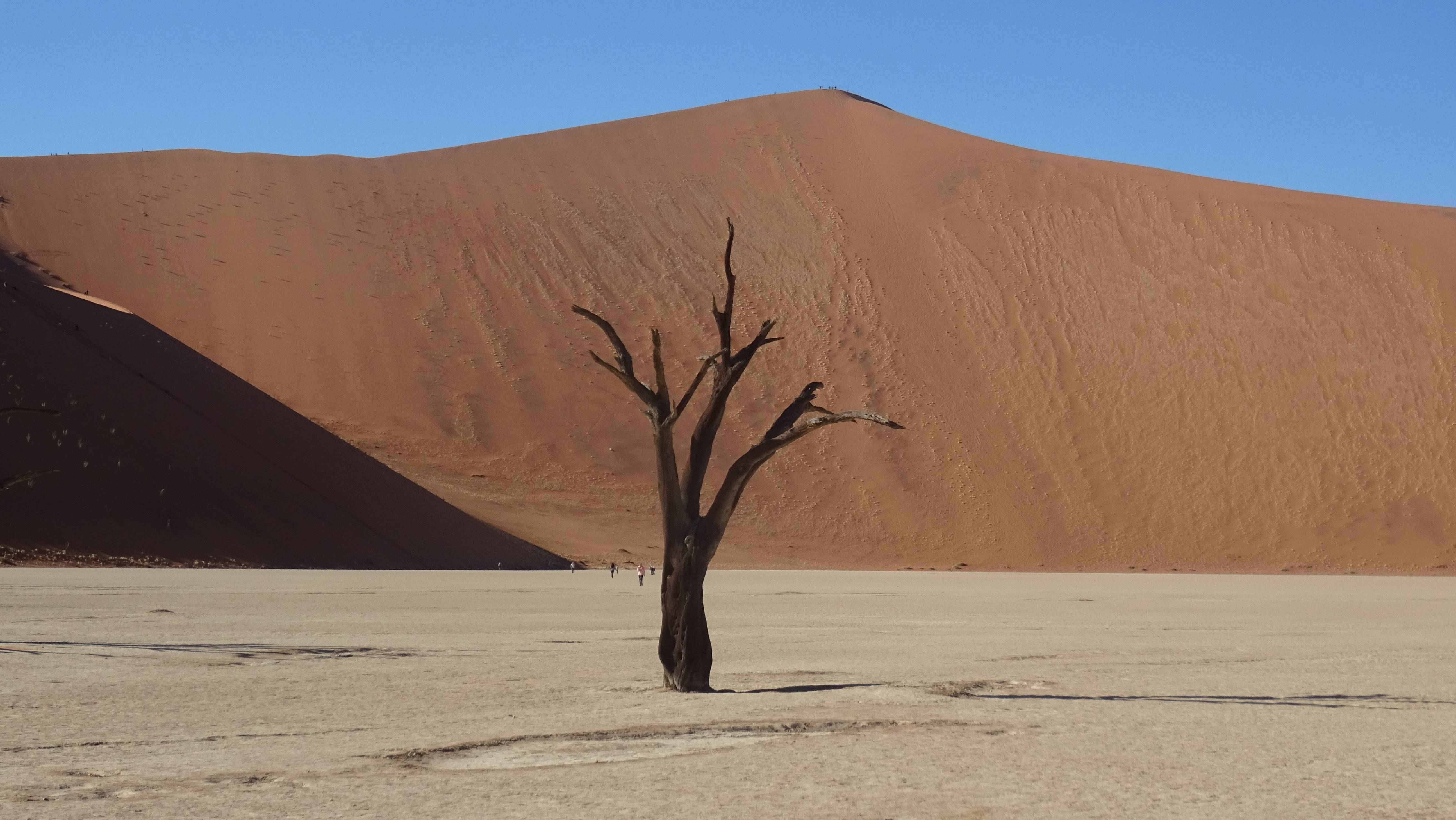 dead vlei deserto bianco con alberi namibia