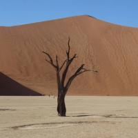 dead vlei deserto bianco con alberi namibia