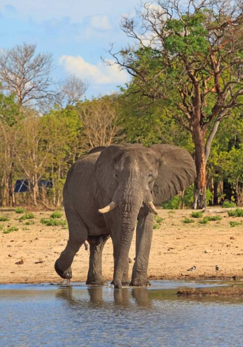 elefante in uno stagno