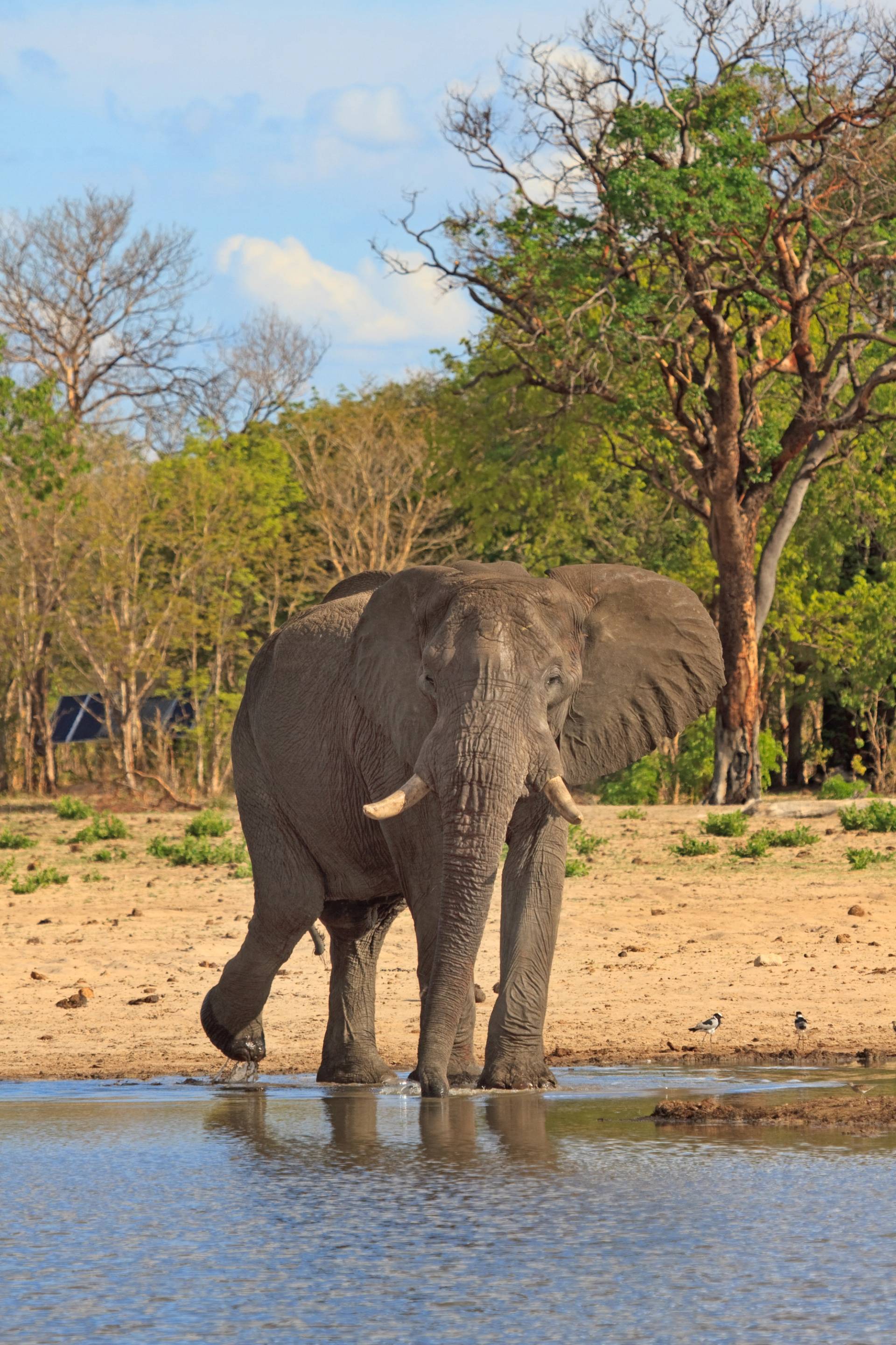 elephant at Hwange National Park