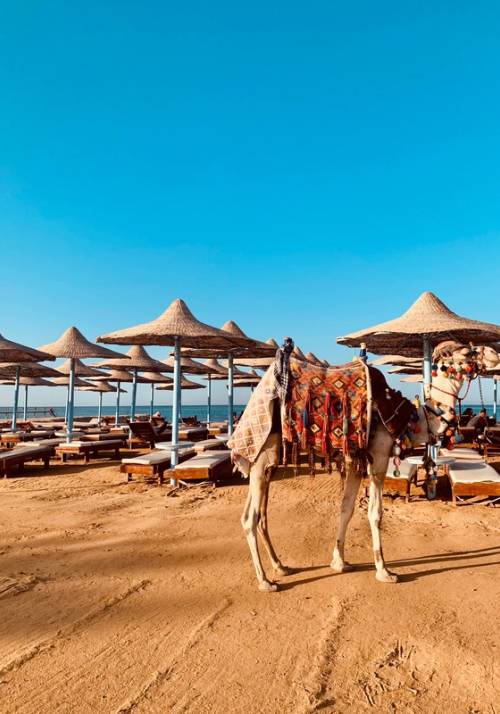 red beach with camel