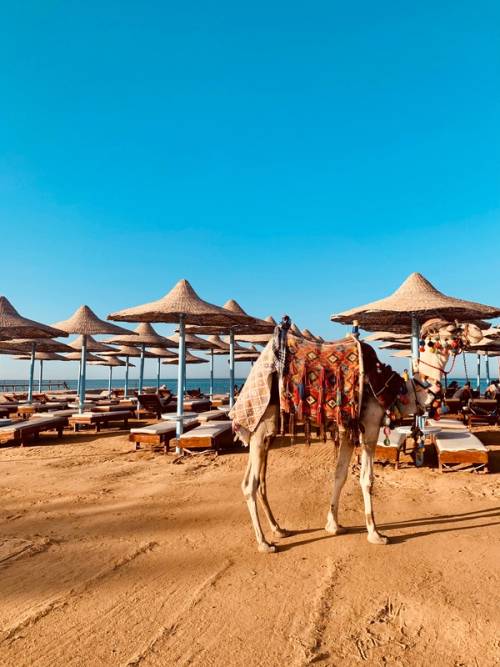 spiaggia rossa con cammello