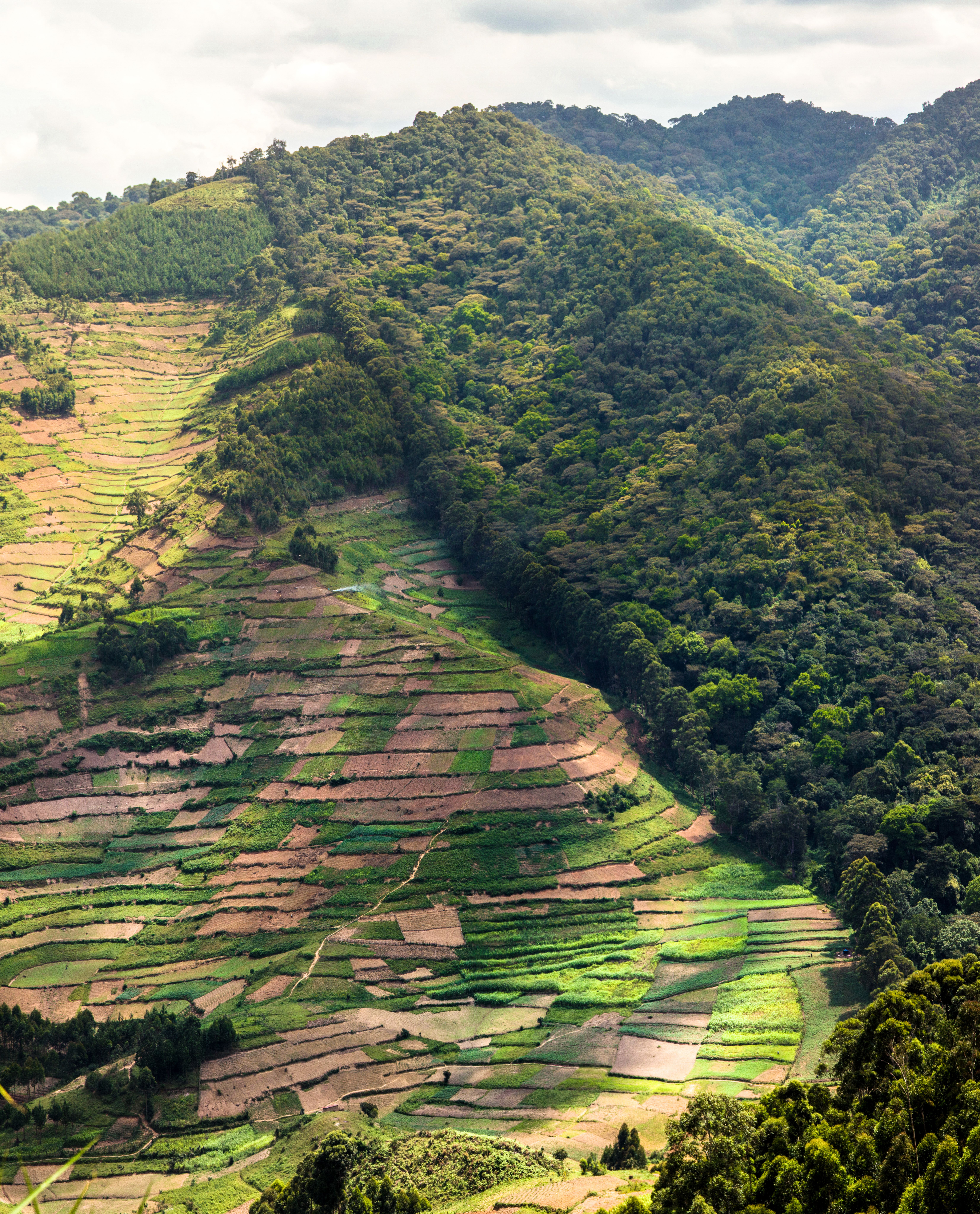 terrazzamenti agricoli in uganda