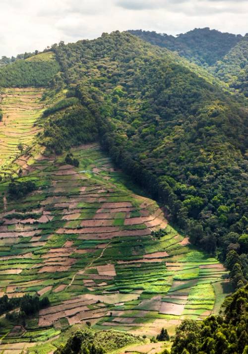terrazzamenti agricoli in uganda