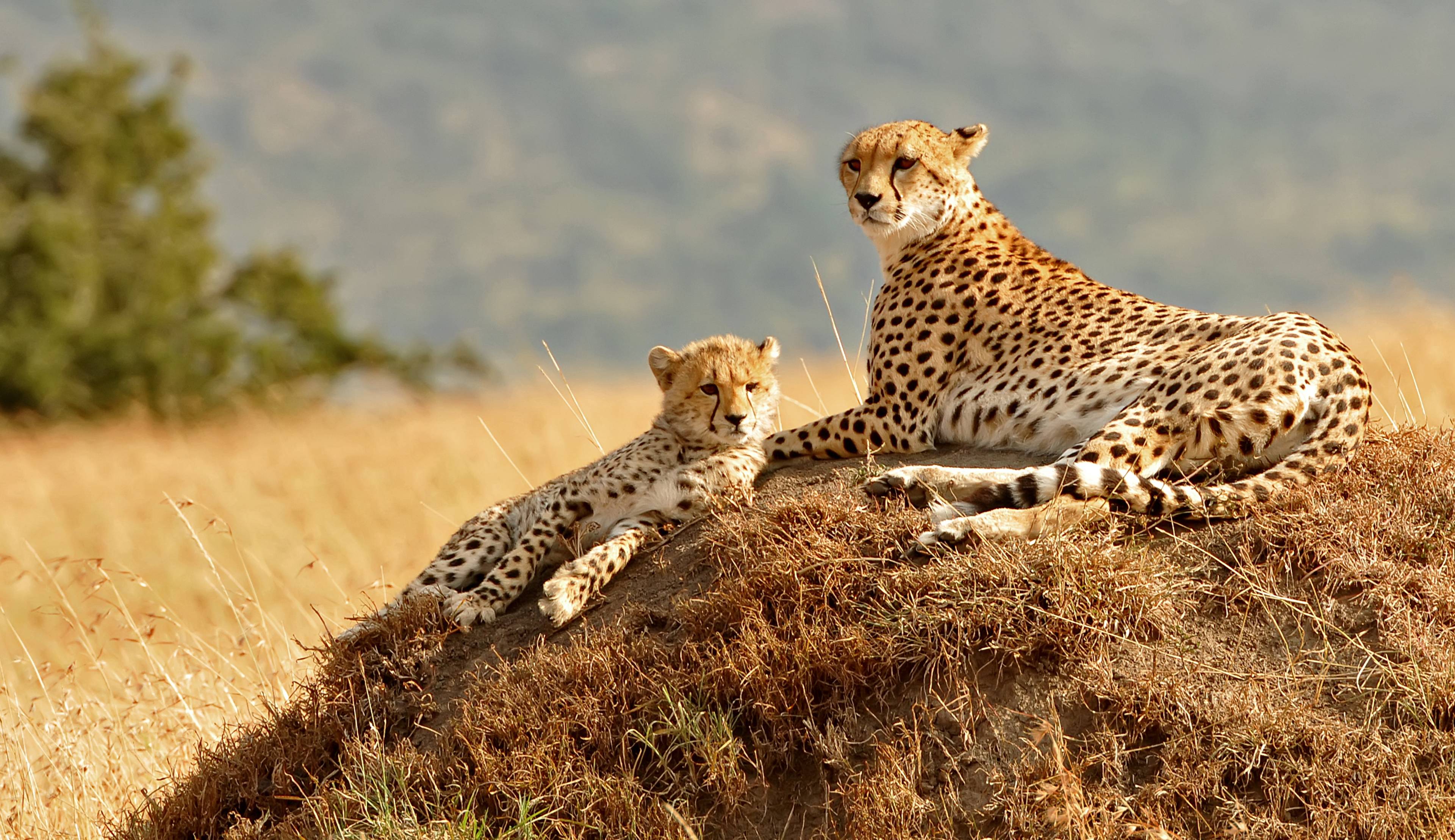 ghepardi nella savana