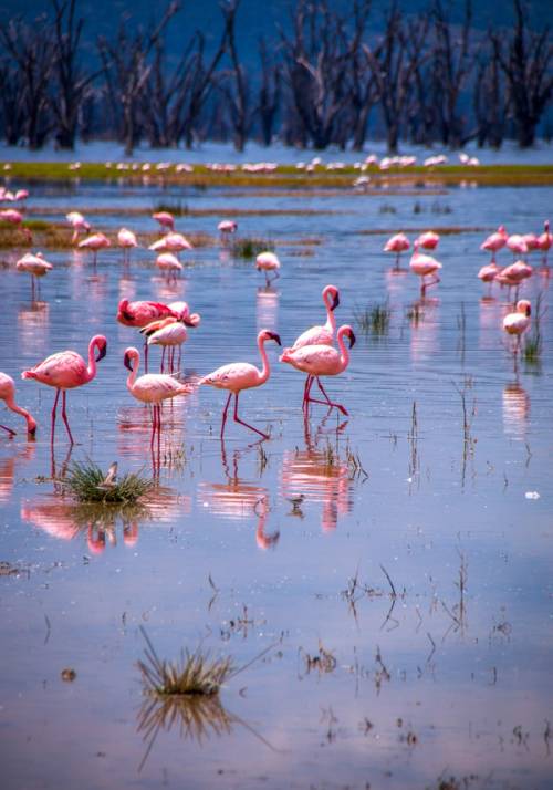 fenicotteri rosa nel lago in kenya