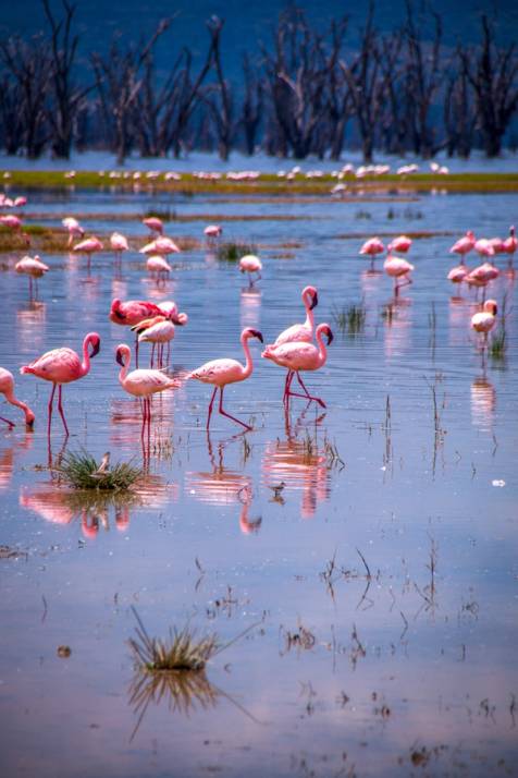 fenicotteri rosa nel lago in kenya