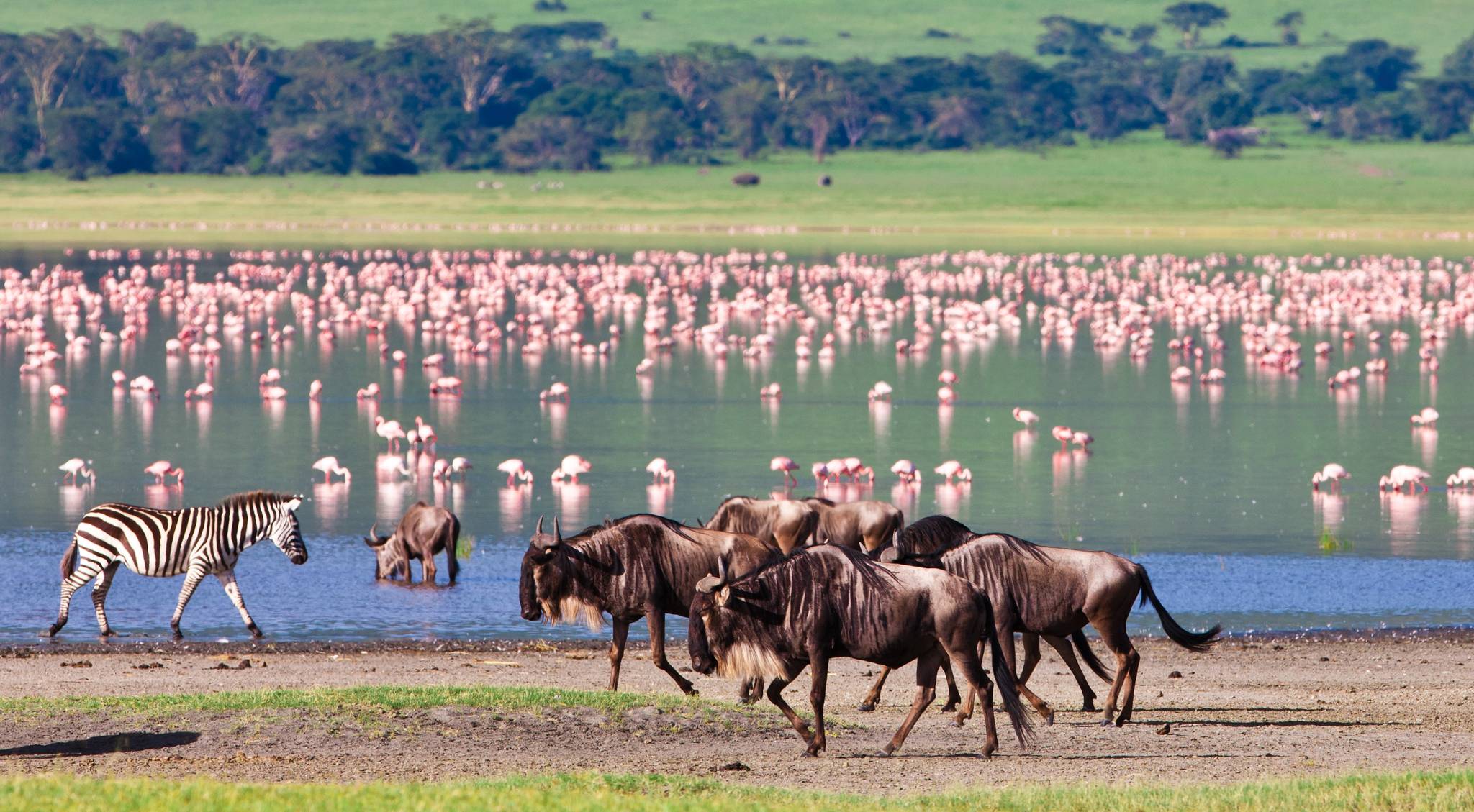 ngorongoro cratere con animali