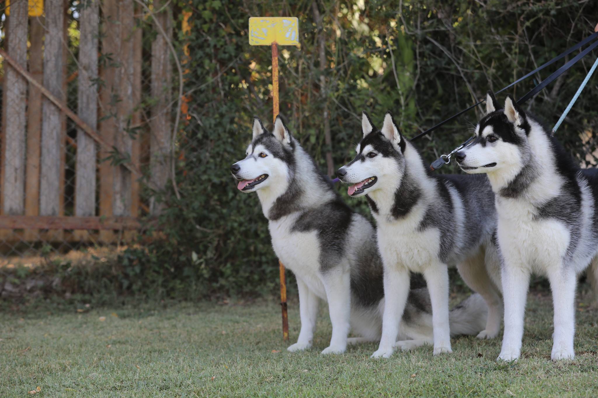 husky farm