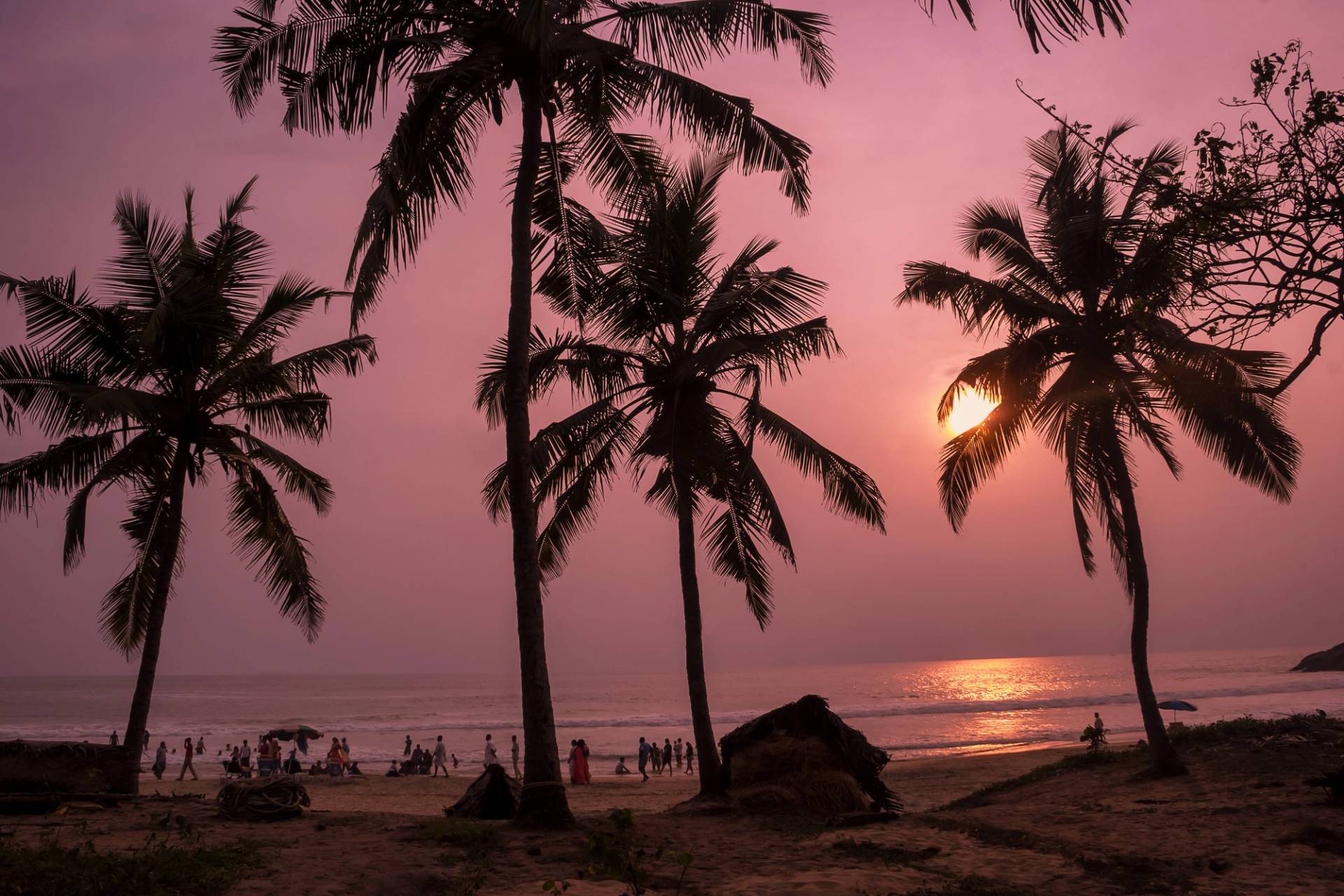 palm trees at sunset