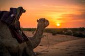 cammello nel deserto di lampoul al tramonto