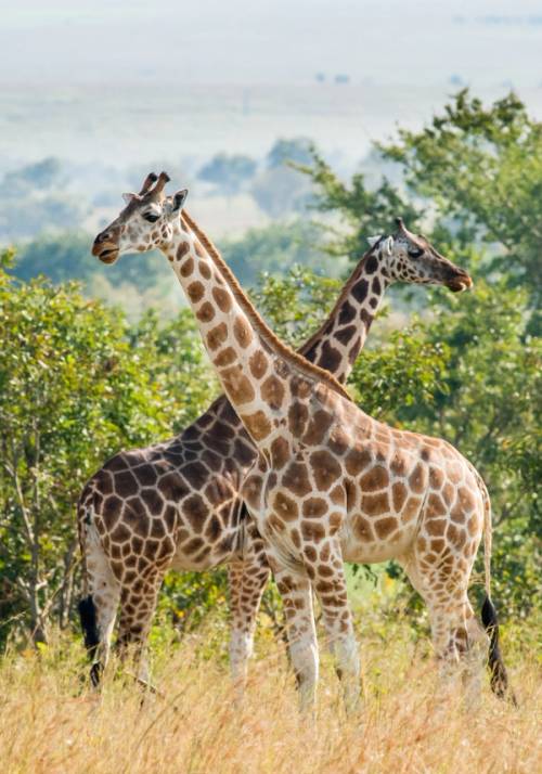 queen elizabeth national park
