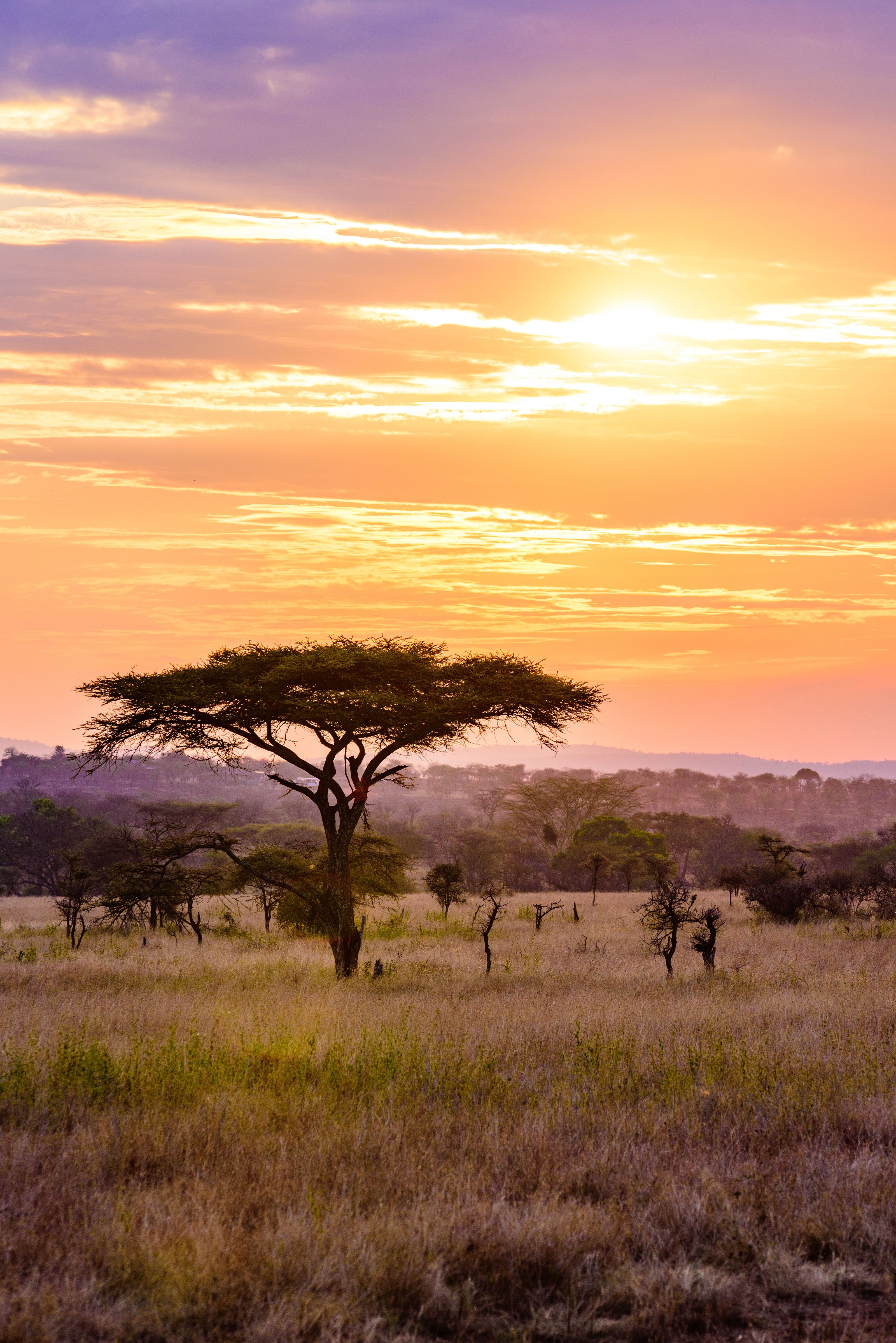 savana nel serengeti