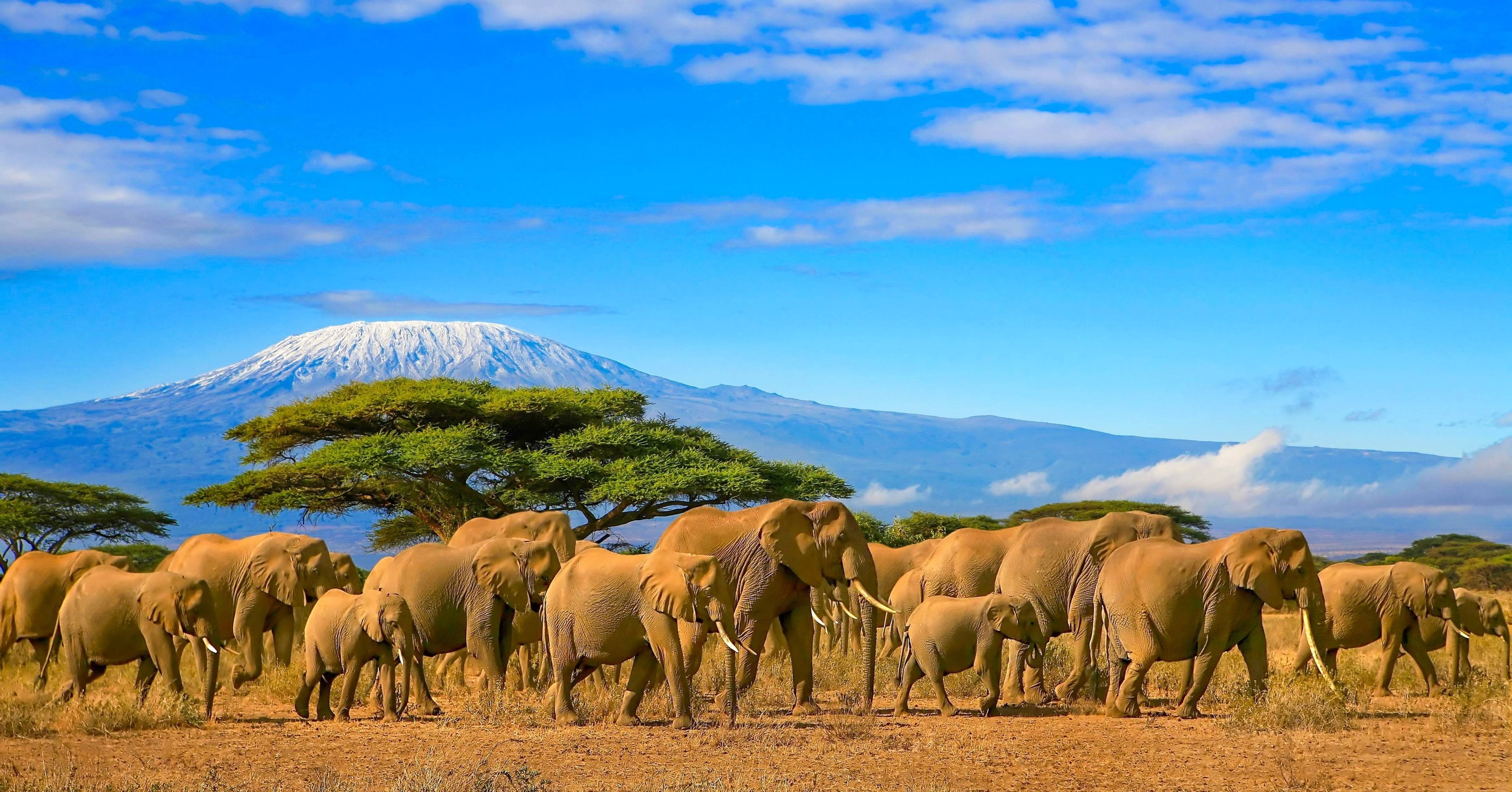 elefanti nella savana in tanzania