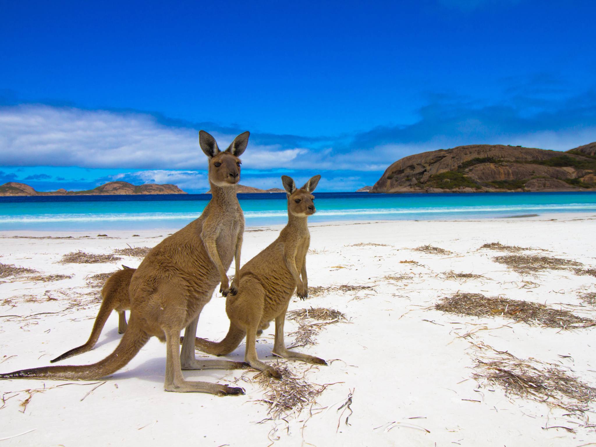 Viaggio in Australia da Melbourne a Kangaroo Island cover