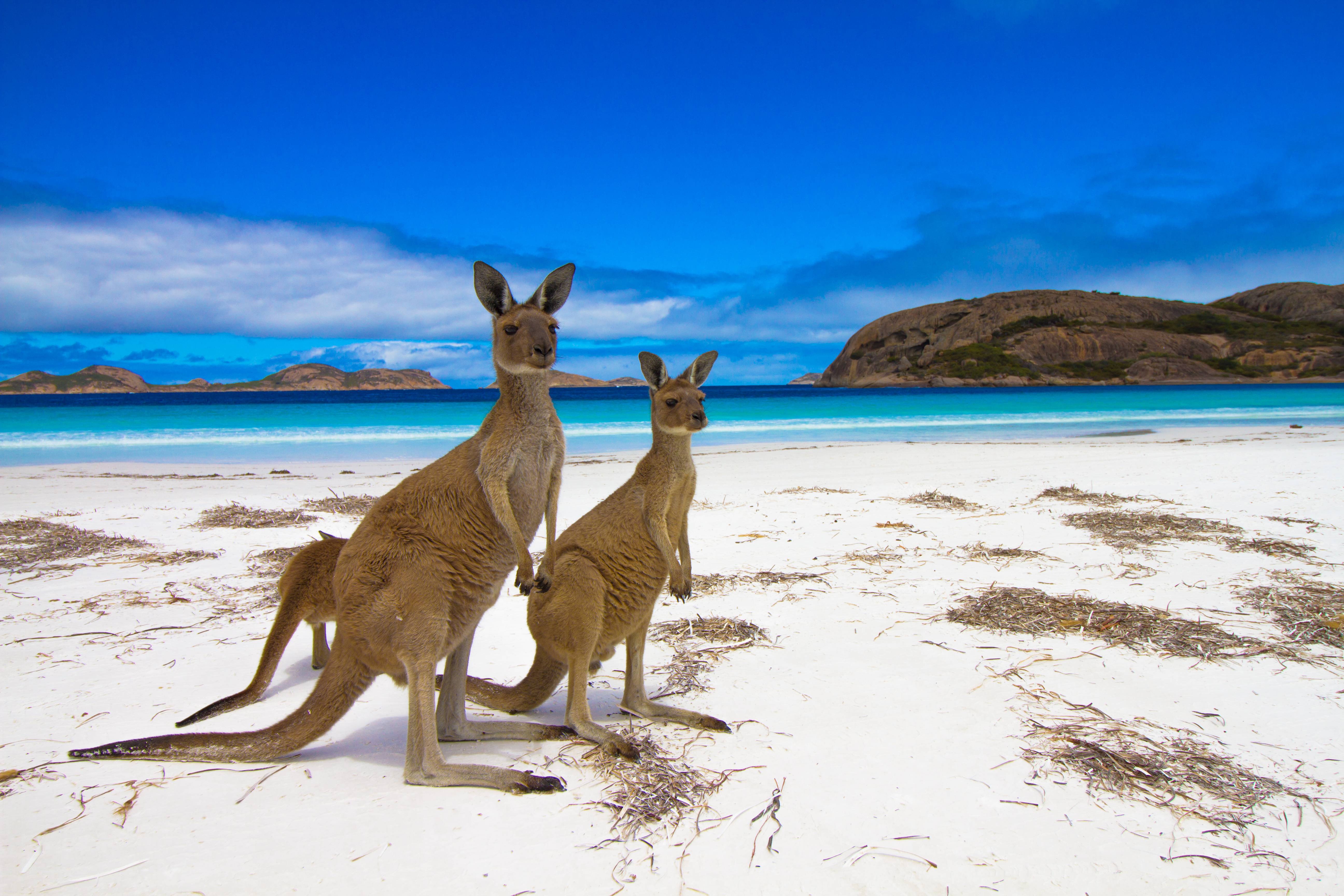 kangaroo island