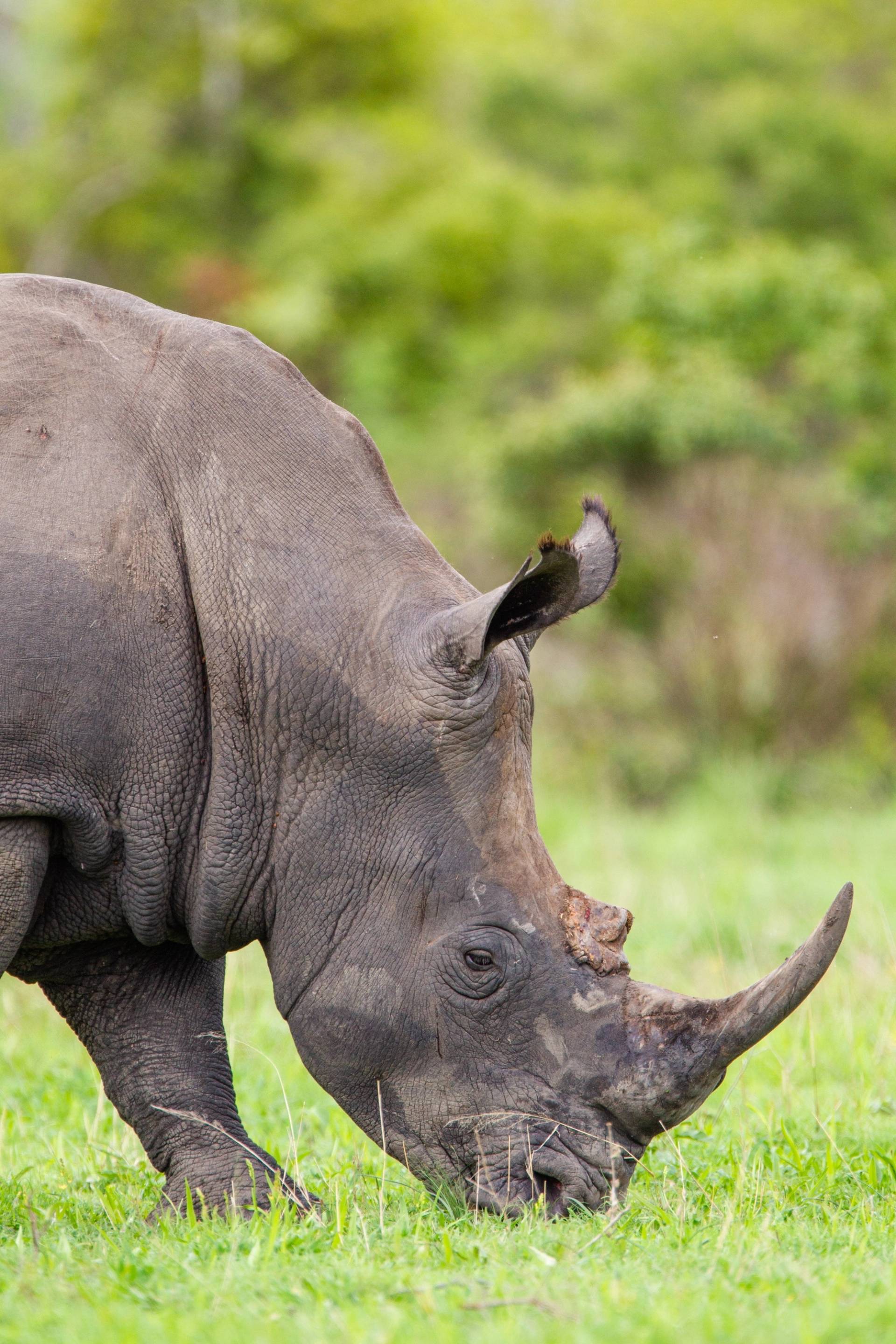 rhinoceros