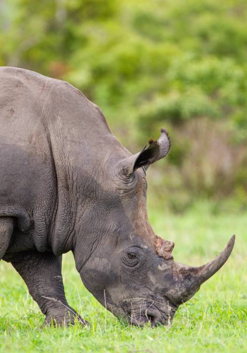 rhinoceros nature reserve