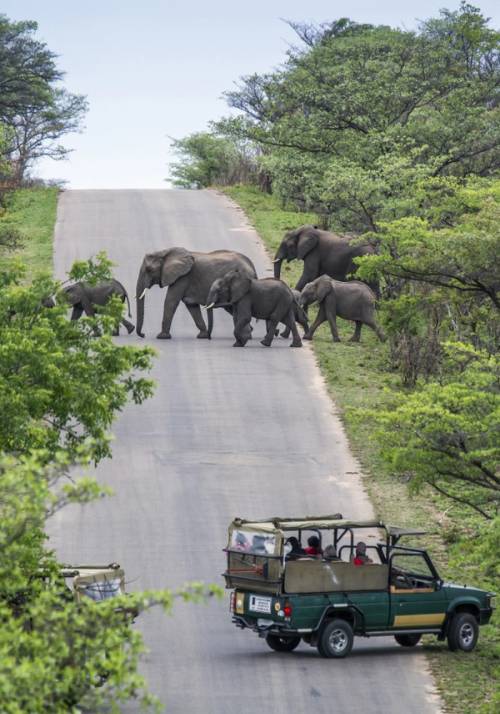 animali nel parco nazionale kruger