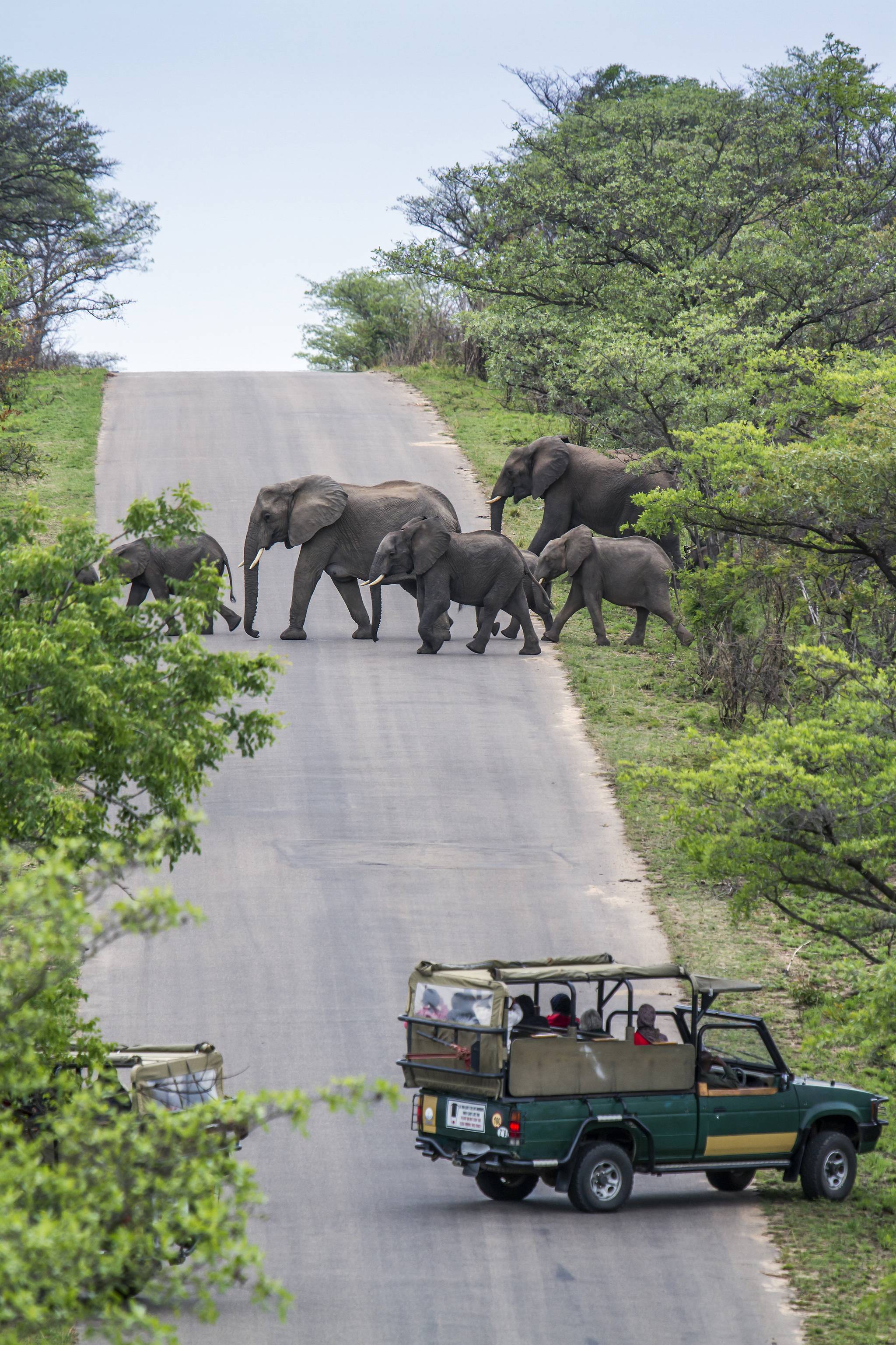 elefanti parco nazionale kruger