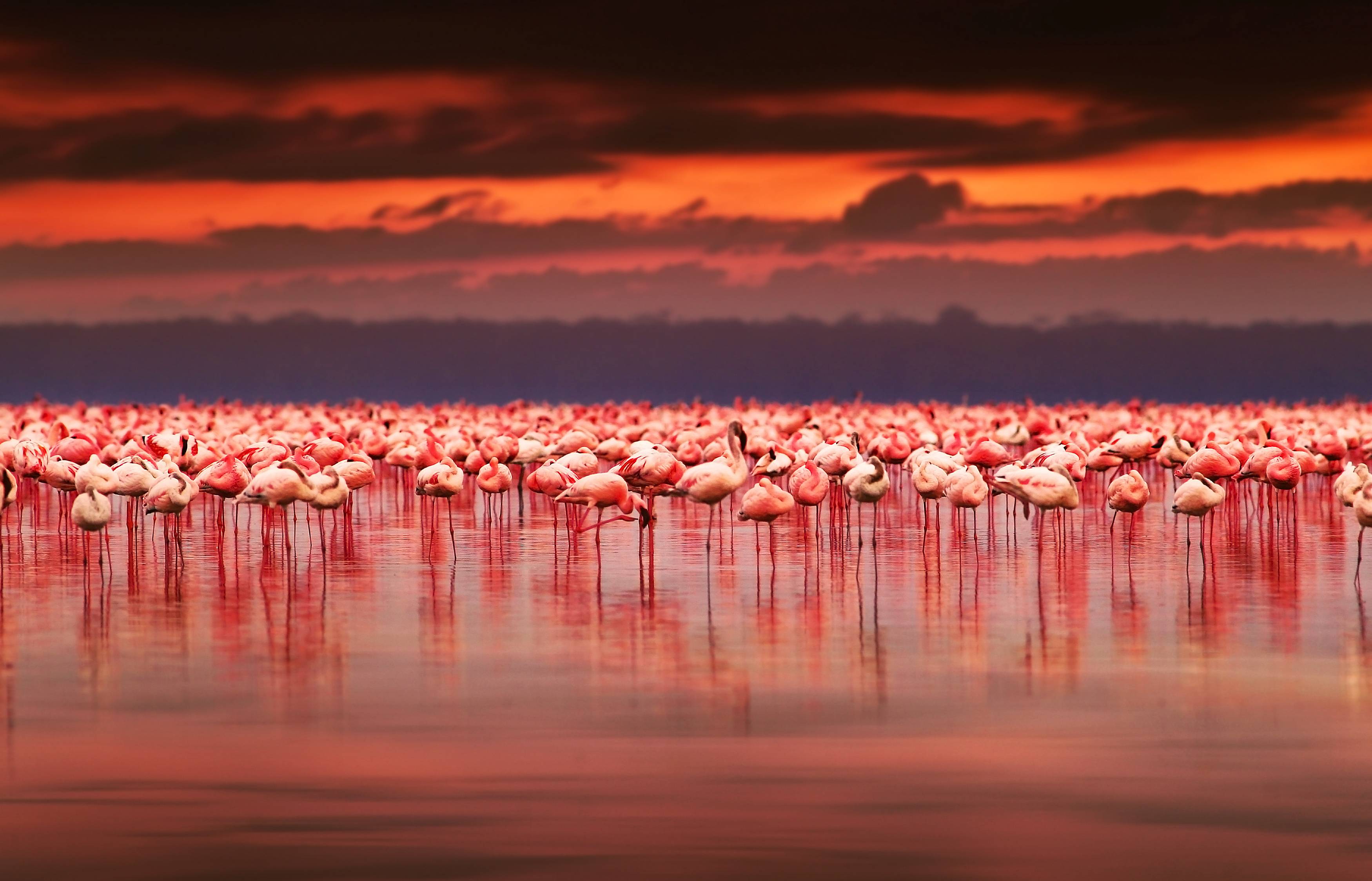 Lake Nakuru