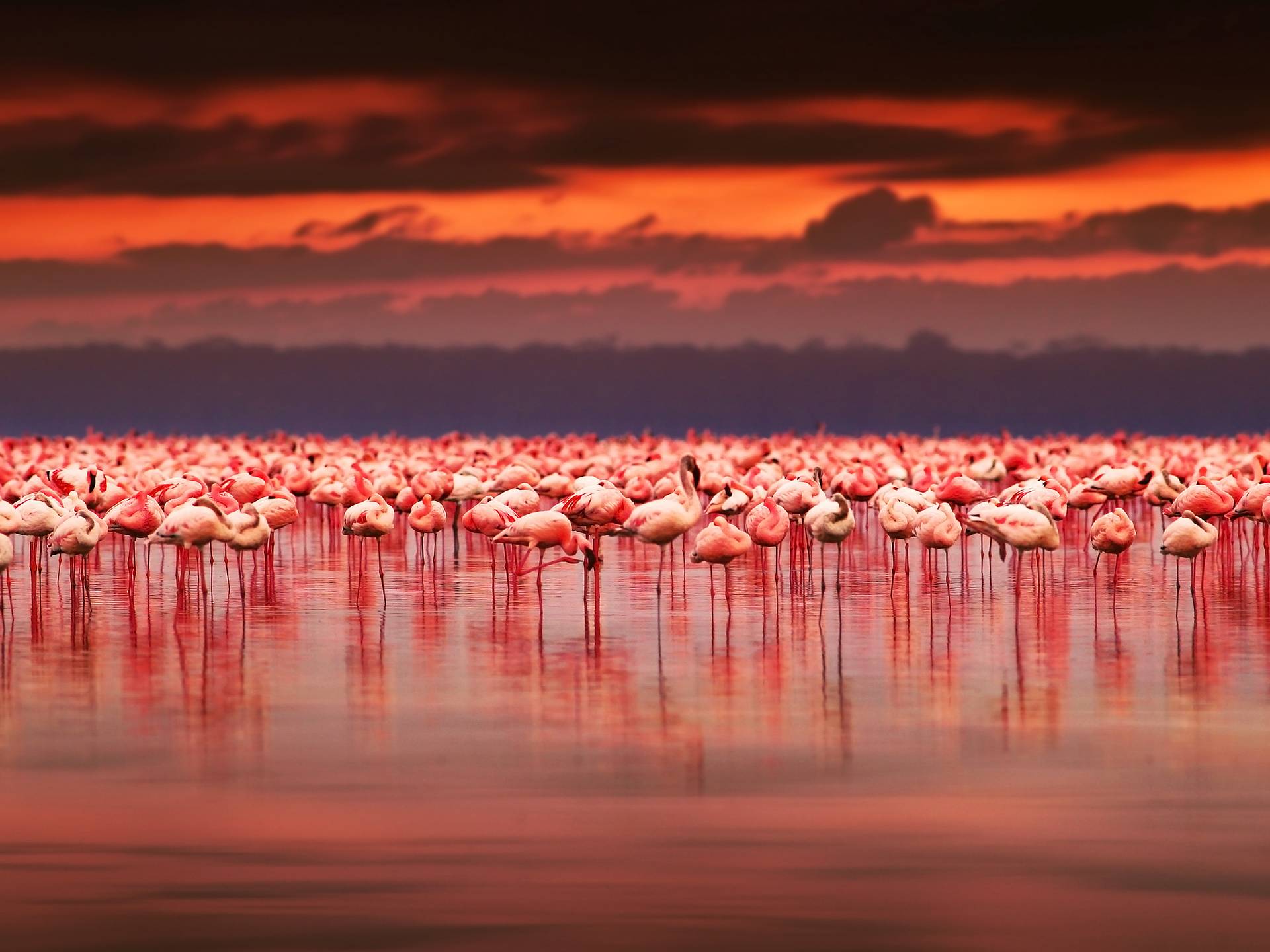 Esplorando il Kenya: safari tra Big Five e paesaggi iconici cover