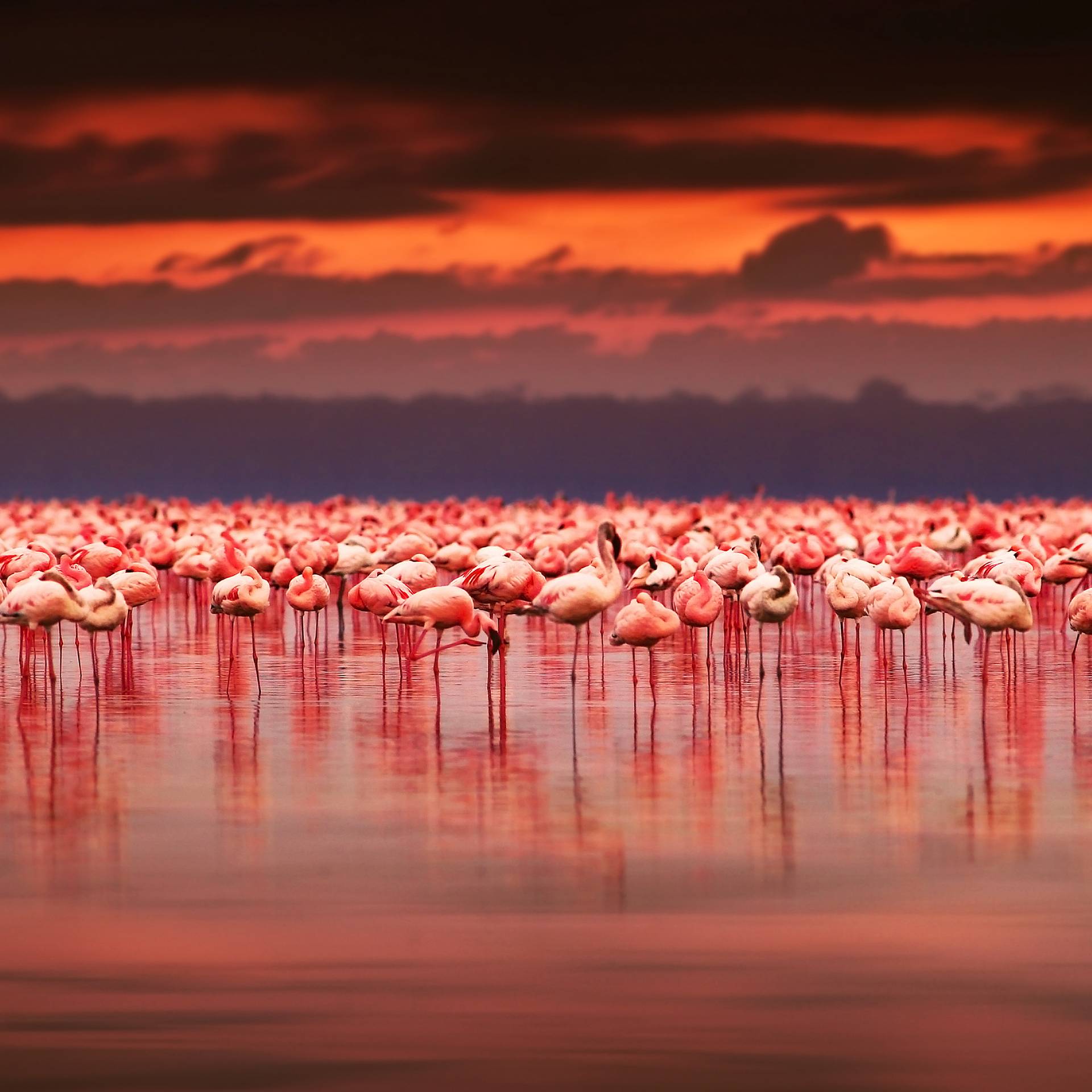 Esplorando il Kenya: safari tra Big Five e paesaggi iconici