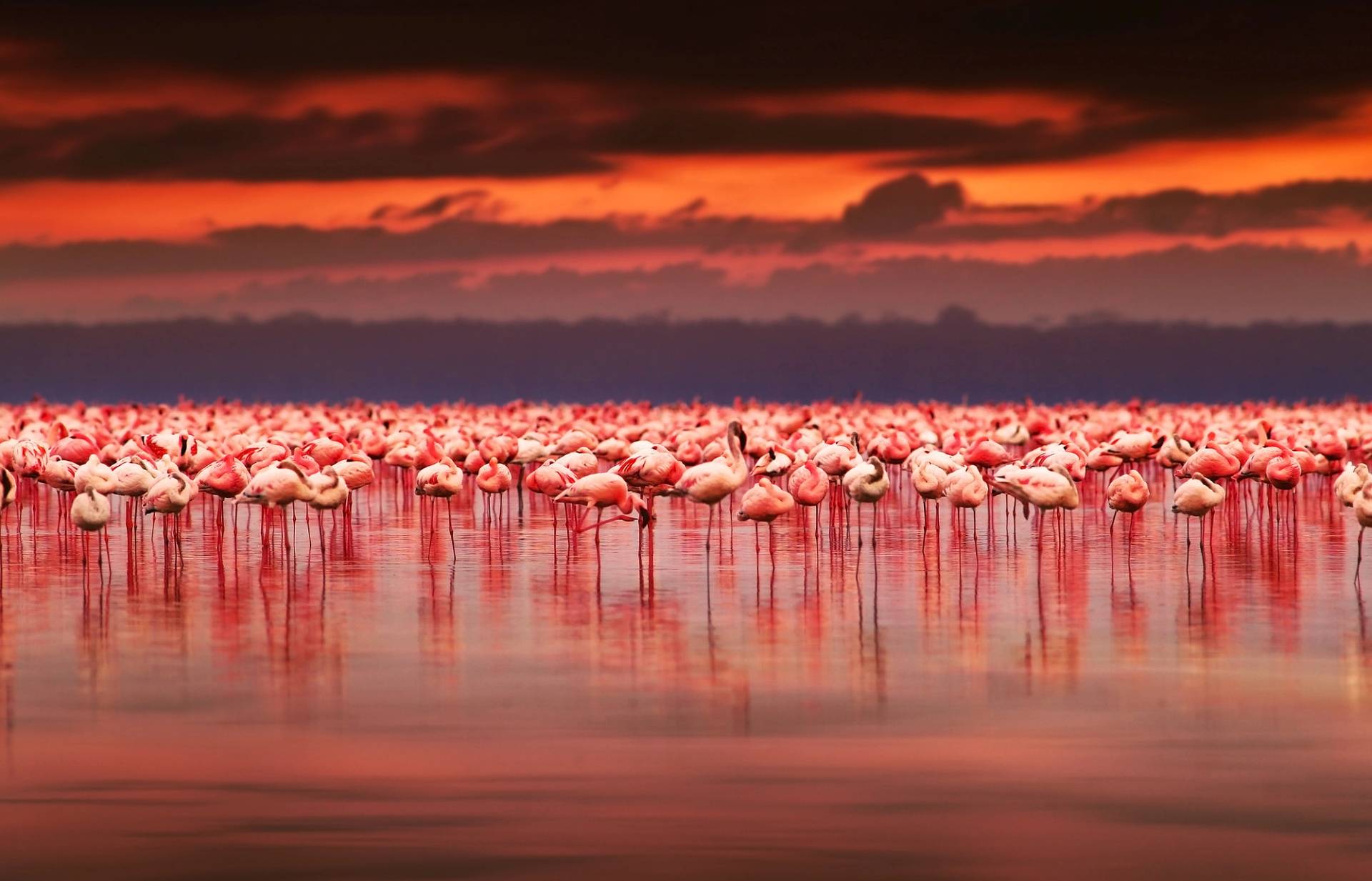 fenicotteri sul lago nakuru