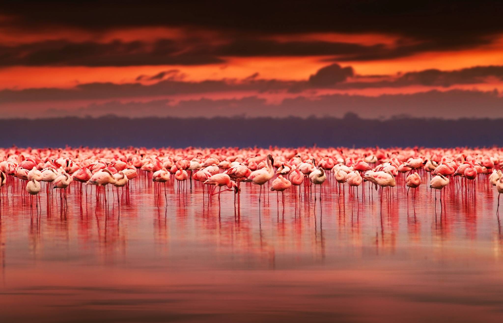 fenicotteri sul lago nakuru