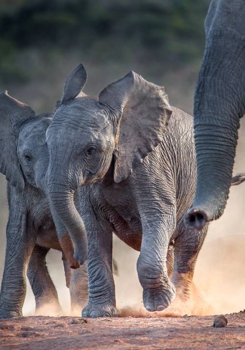 safari nella riserva karongwe