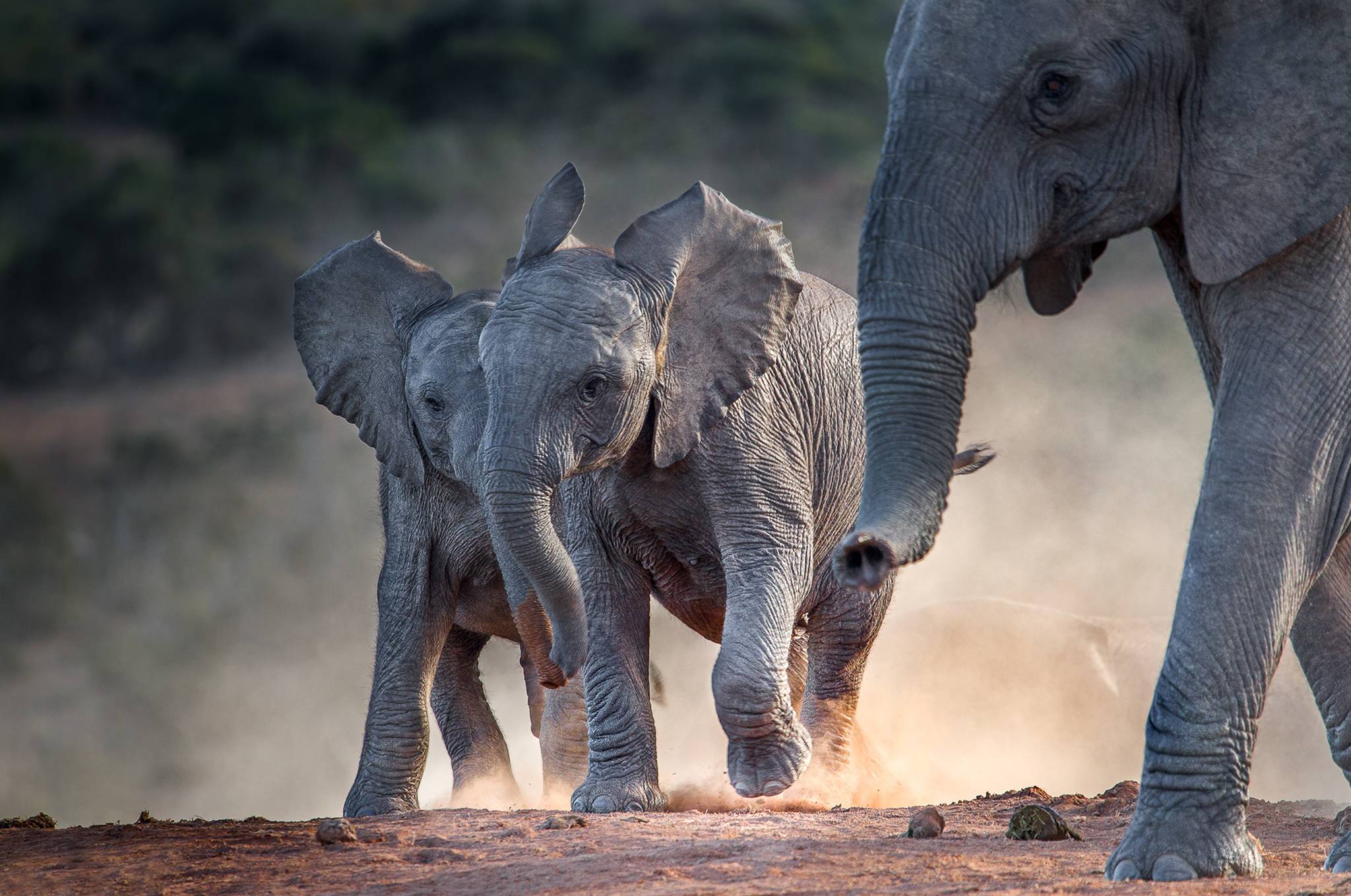 karongwe reserve