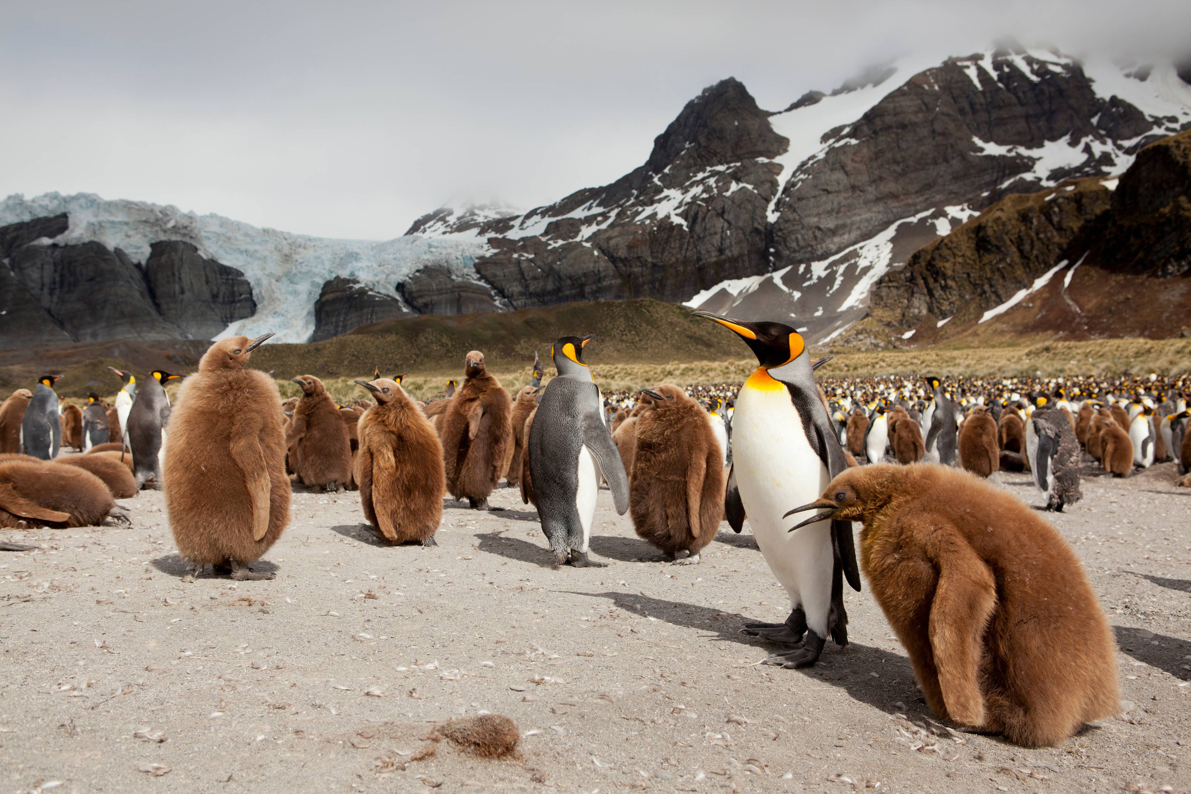 pinguini isole kerguelen
