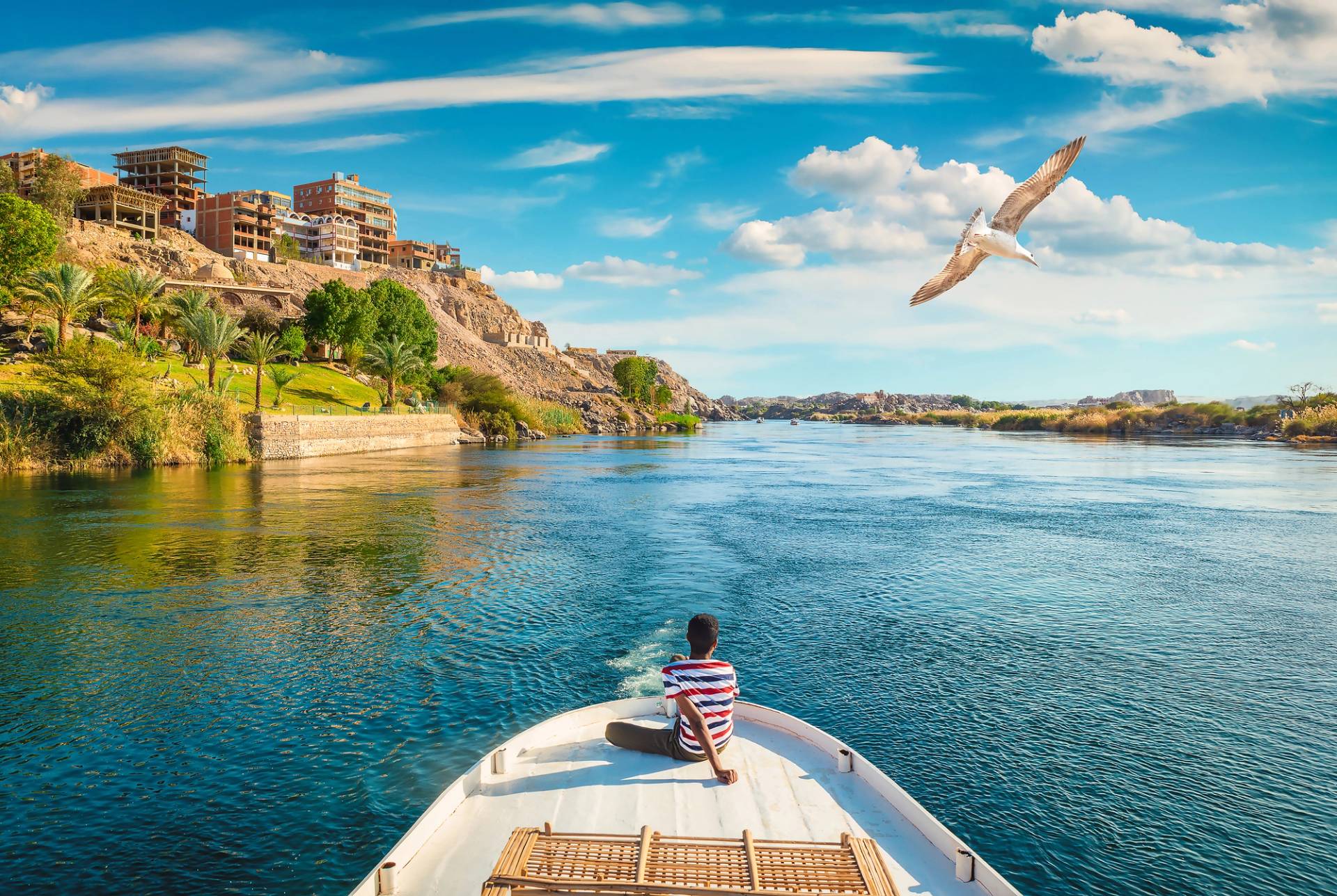 boat on the nile with seagull