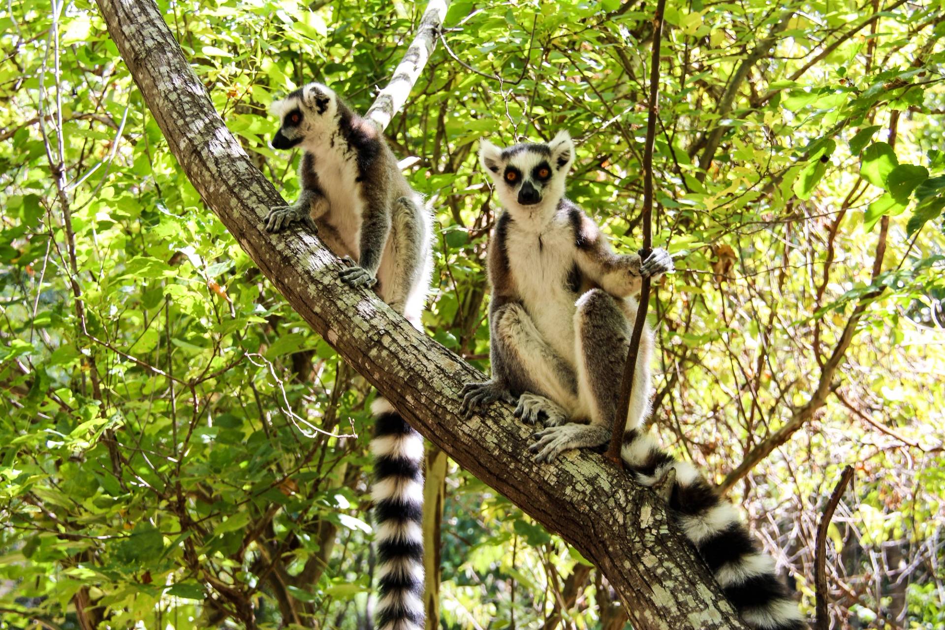 parco isalo