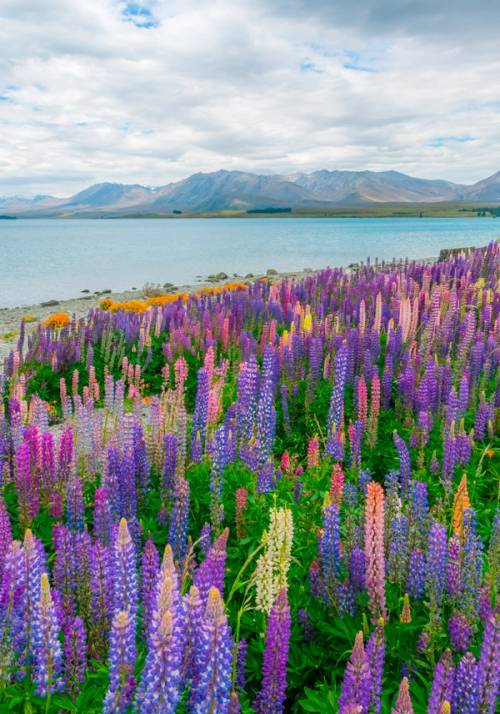 lago tekapo
