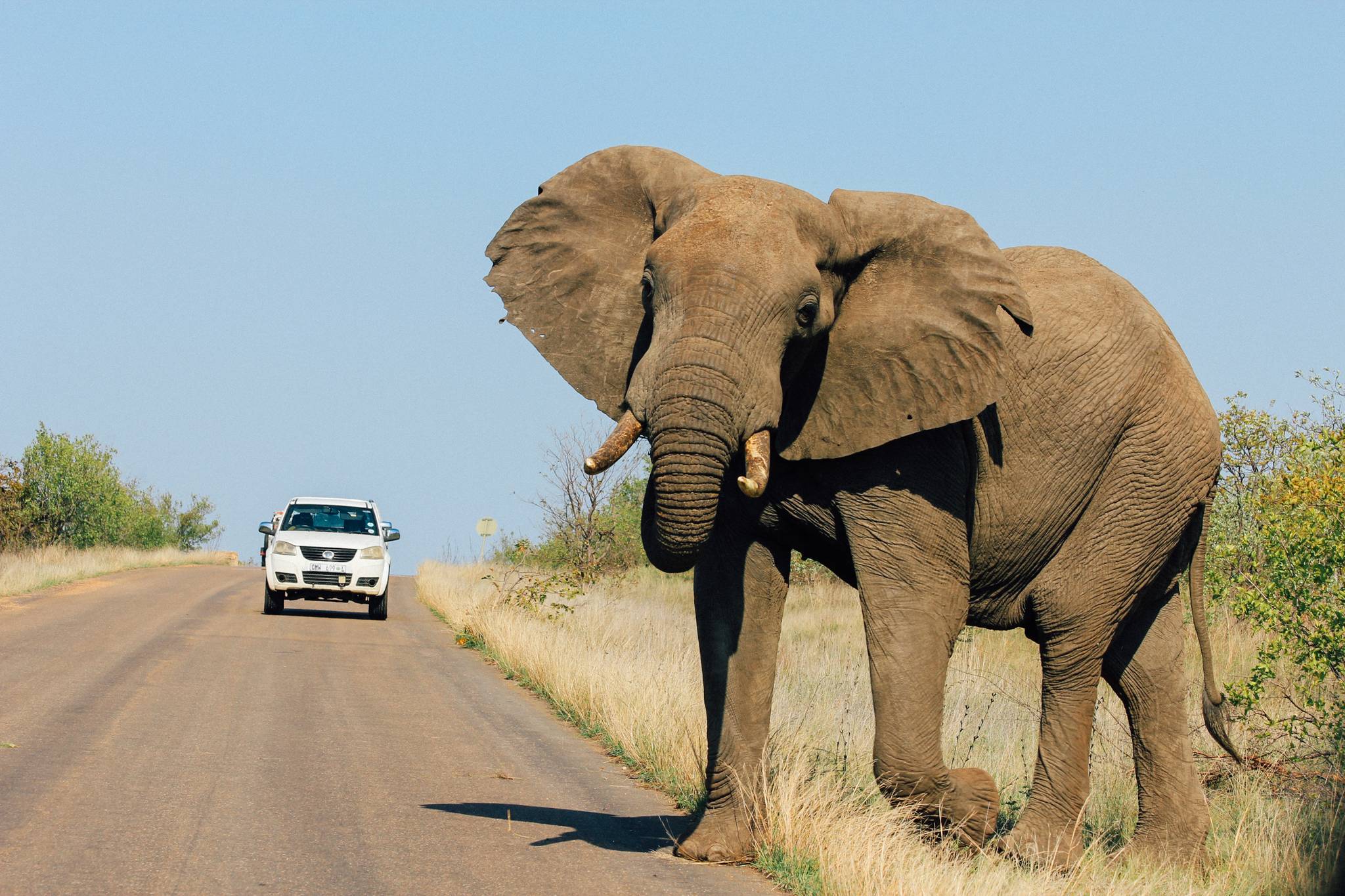 safari in sudafrica