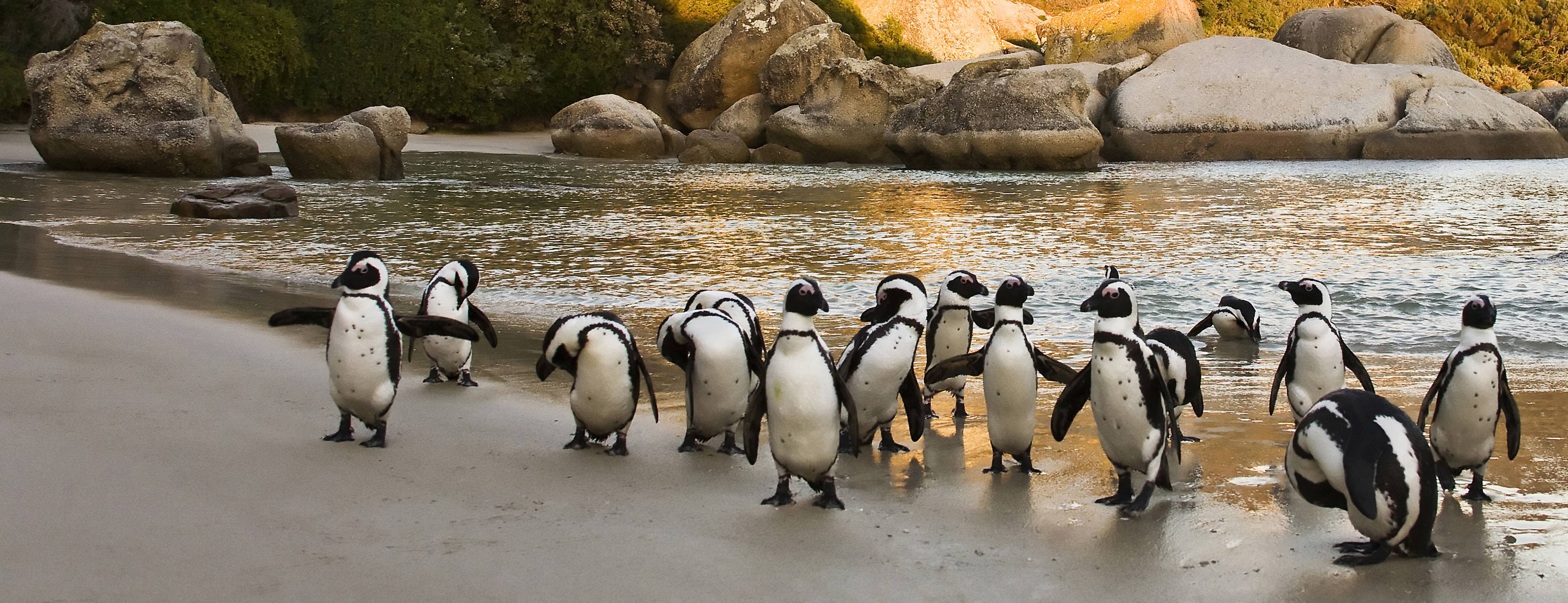 pinguini di boulders beach