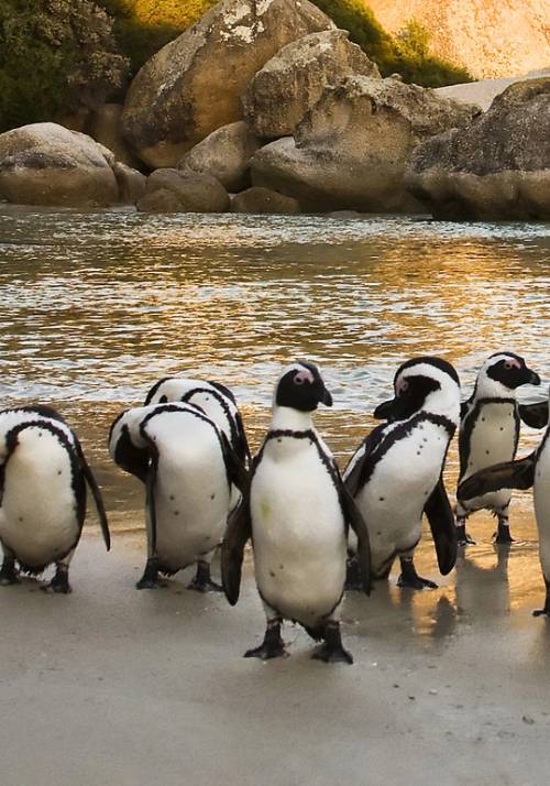 pinguini di boulders beach