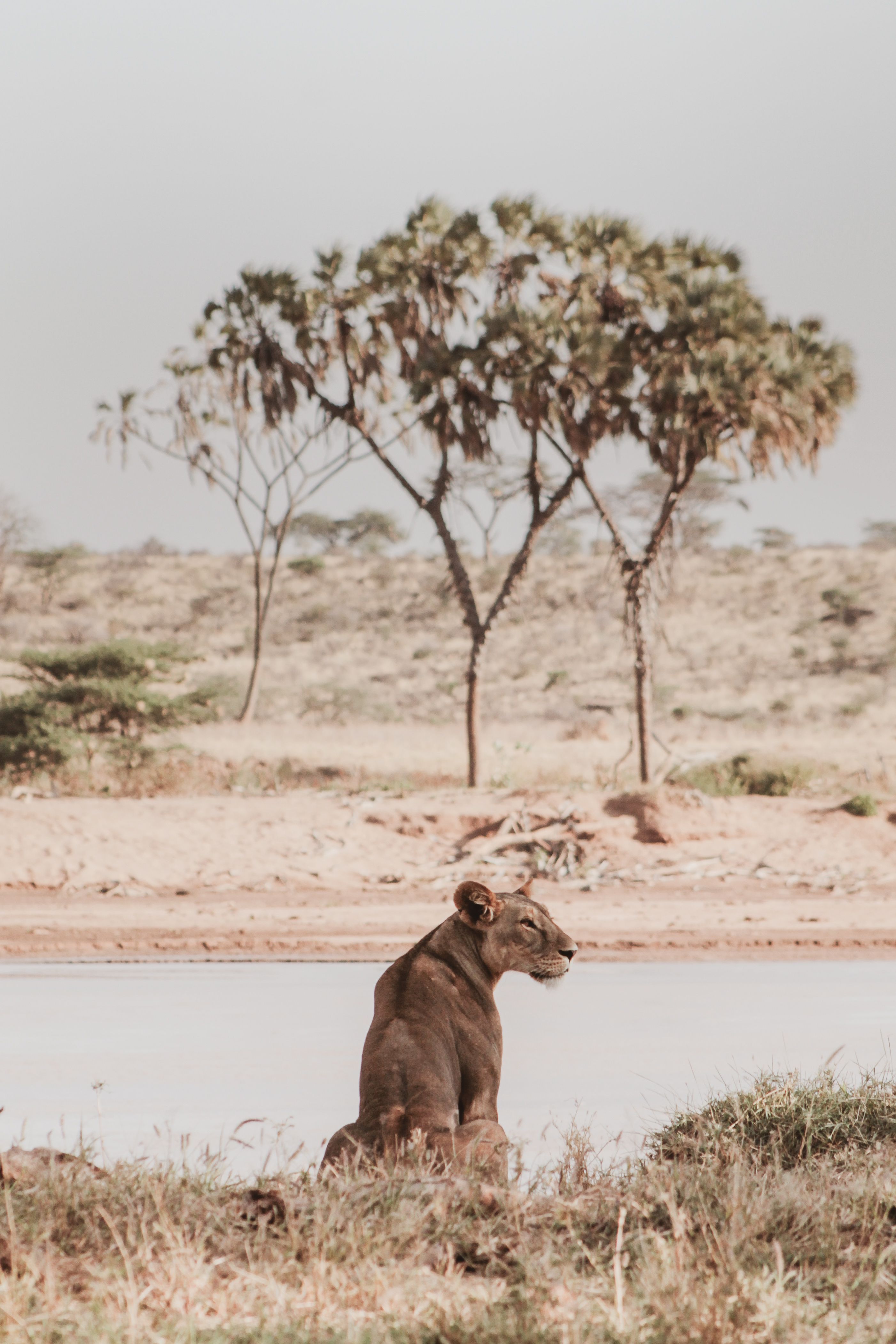 leonessa nella savana