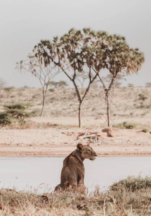 samburu