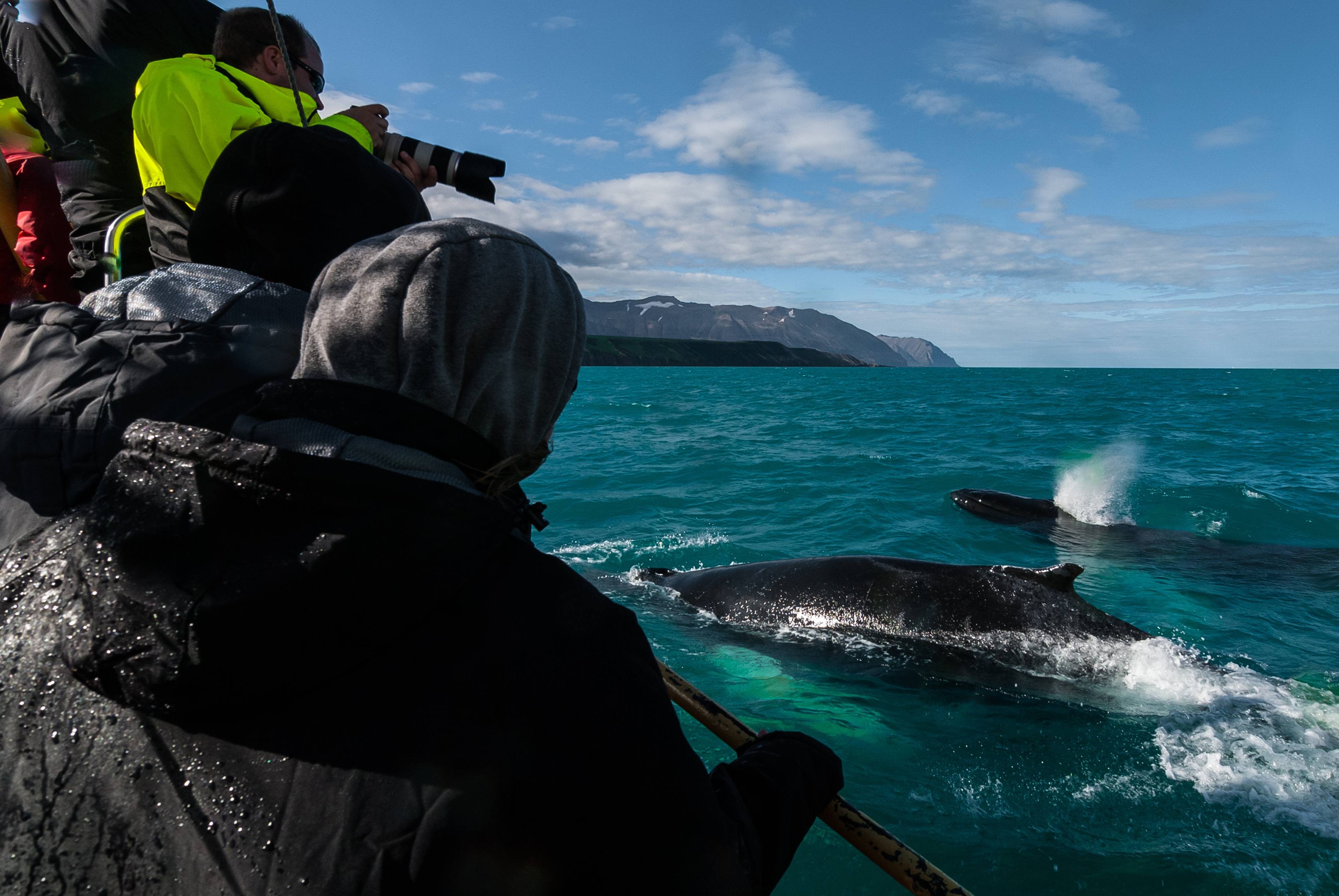 avvistamento di balene dalle barche