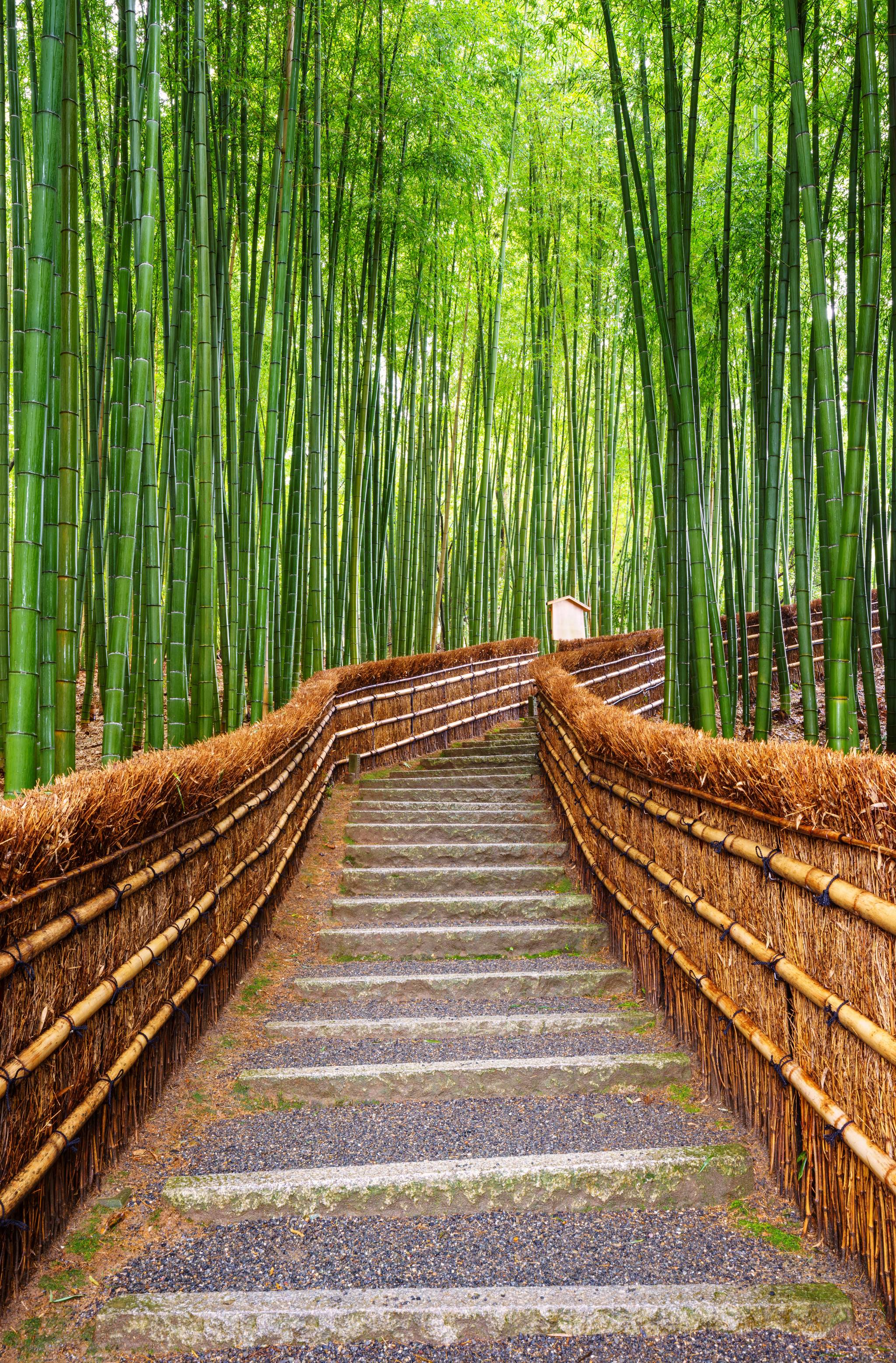 arashiyama bambu