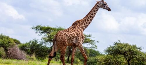 giraffa in kenya