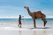 cammello in spiaggia