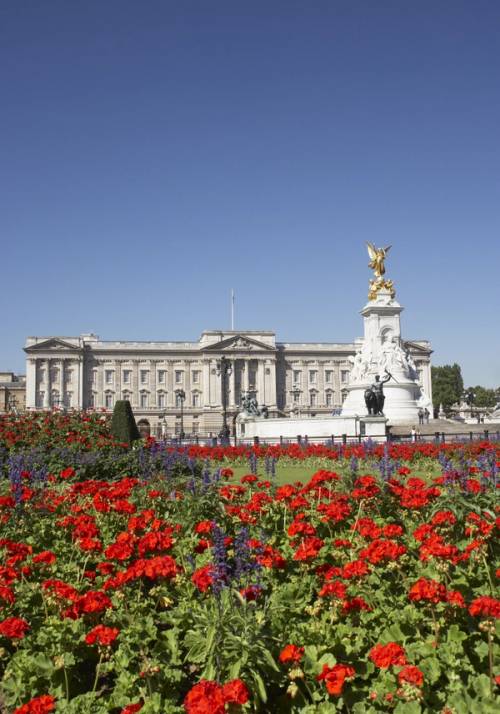 buckingham palace fiori rossi londra