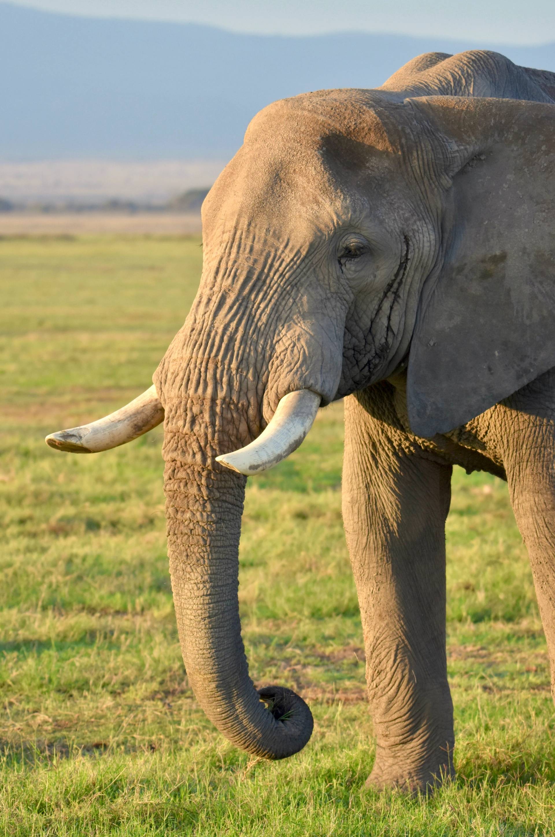 parco amboseli elefante