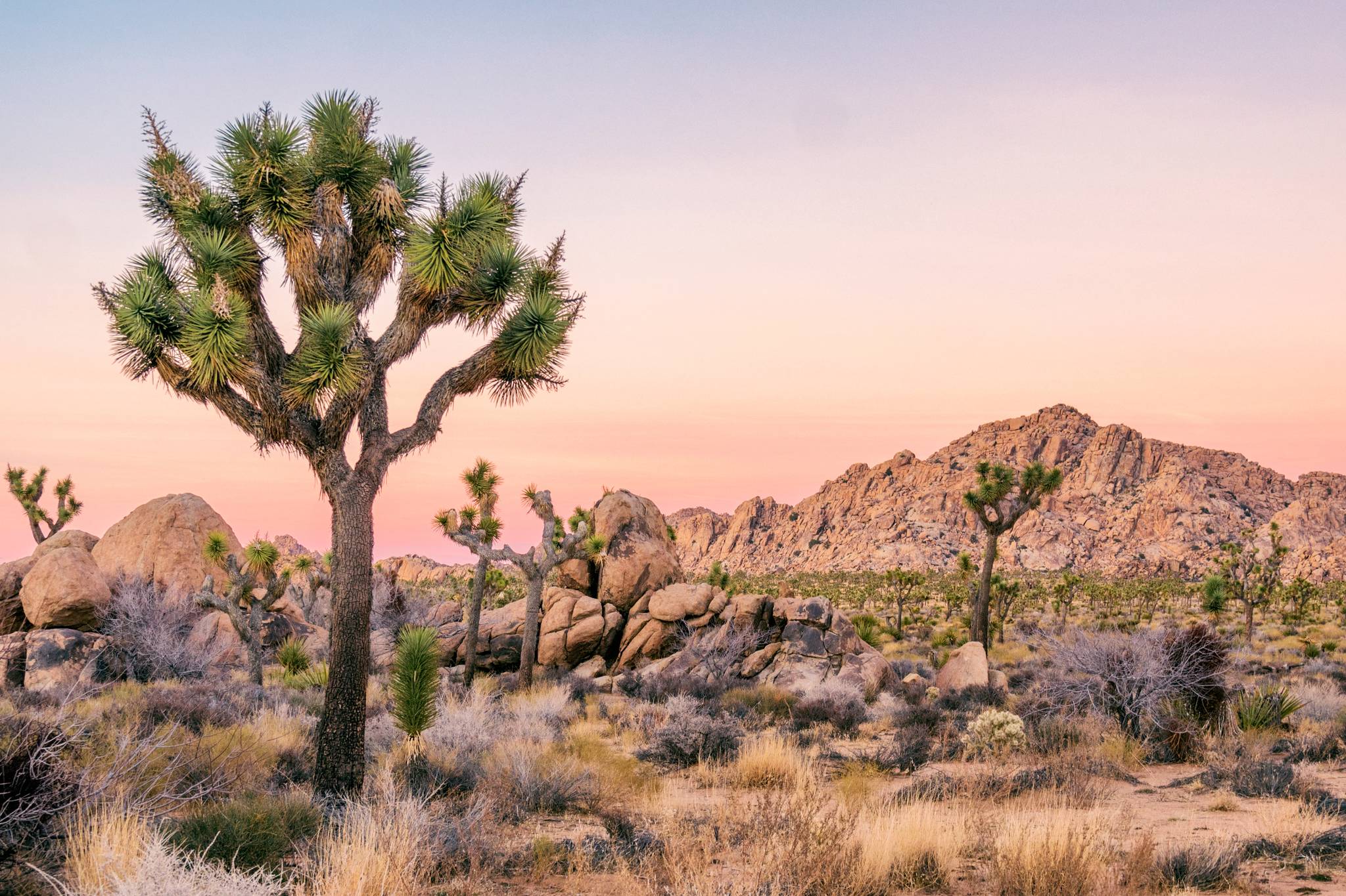 joshua tree national park