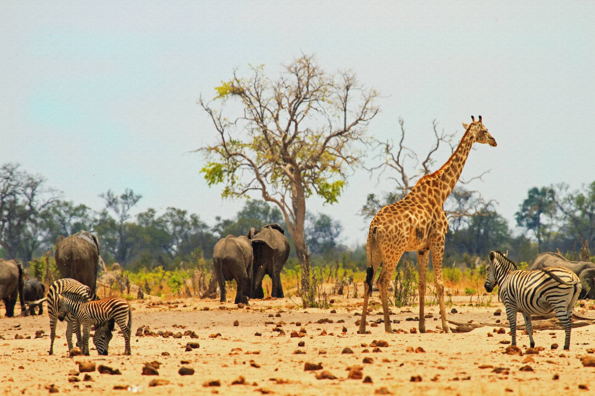 branco di animali nella savana